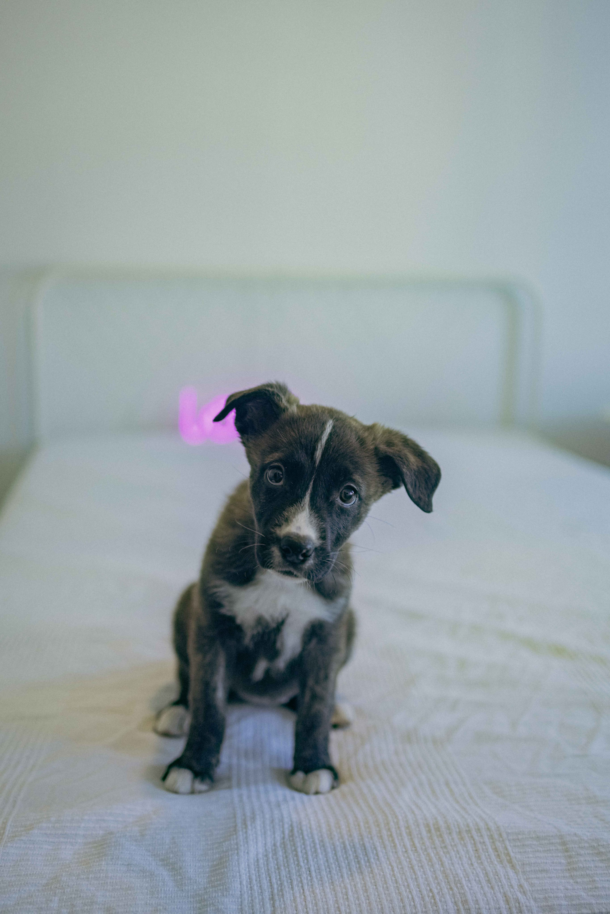 Гайка. Фотограф-анималист в Москве Лера Черноног