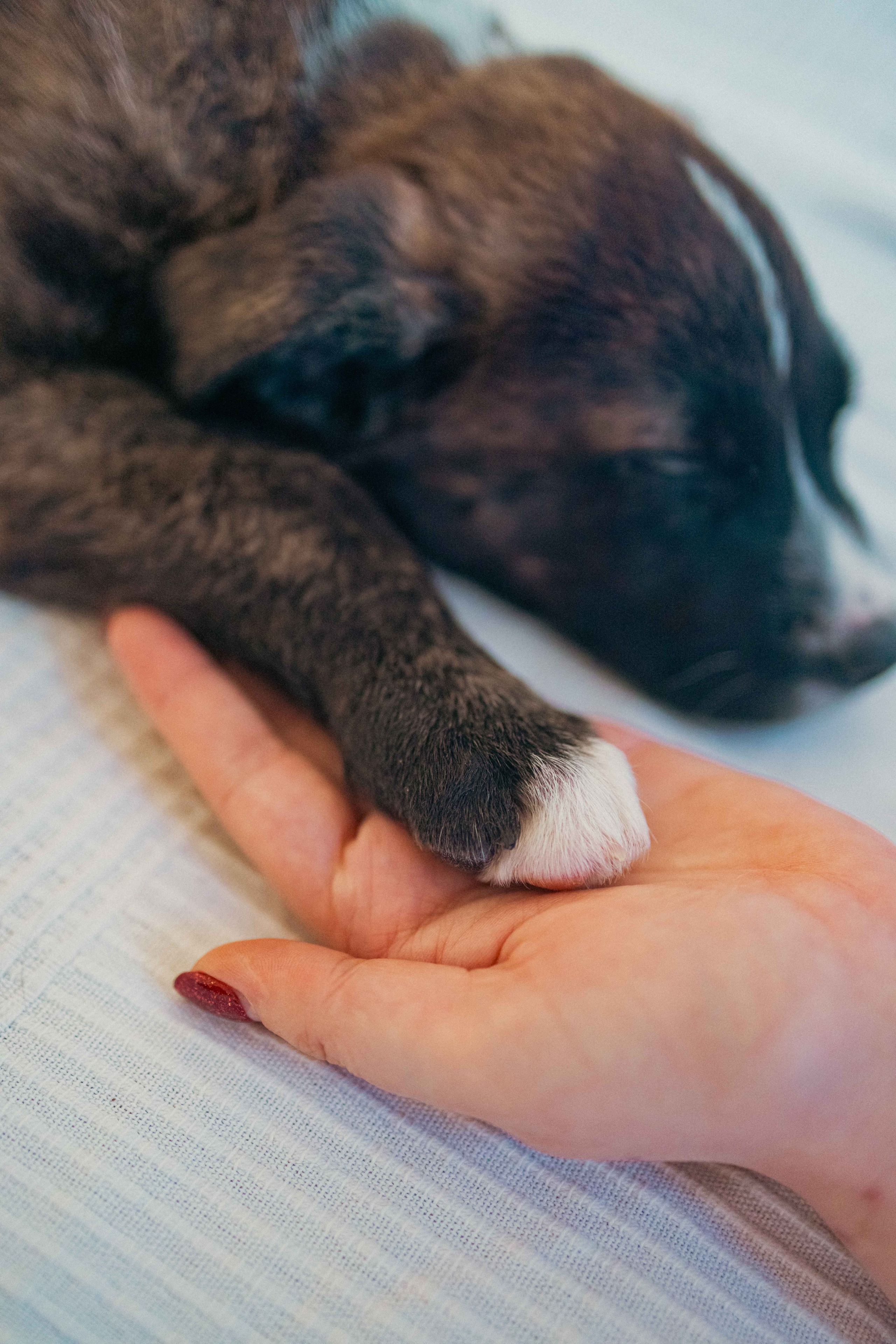 Гайка. Фотограф-анималист в Москве Лера Черноног