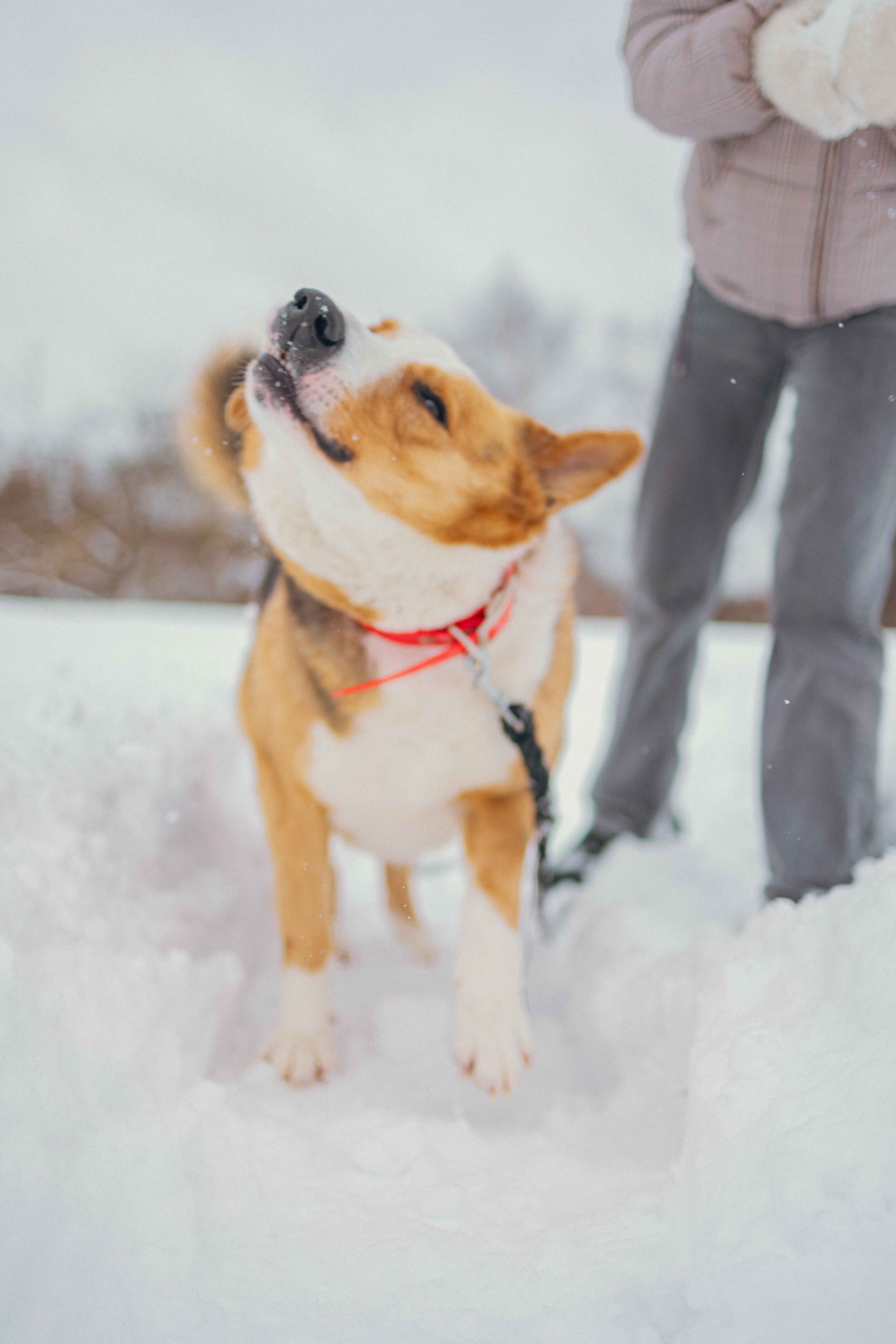 Петя. Фотограф-анималист в Москве Лера Черноног