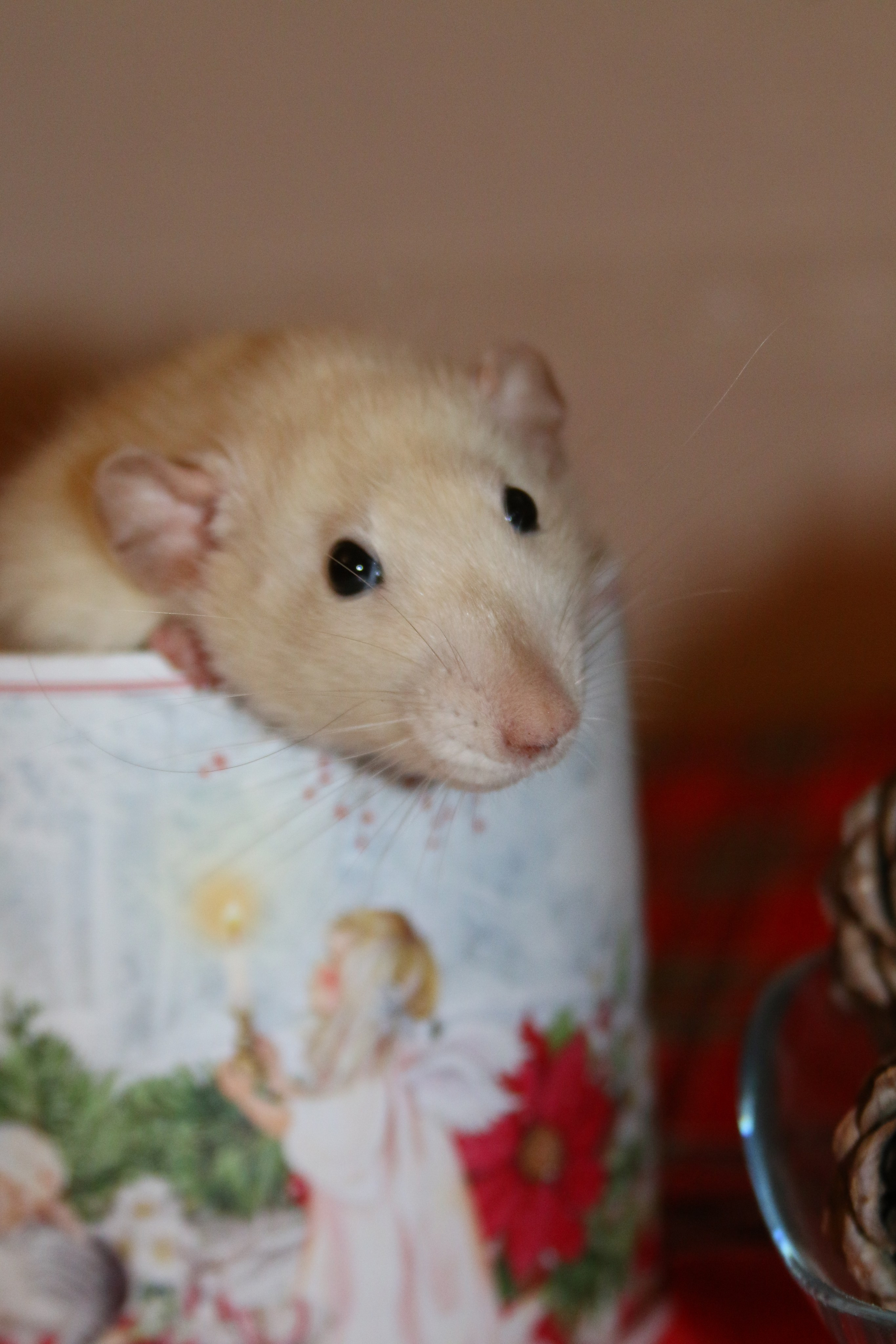 Съемка с питомцем