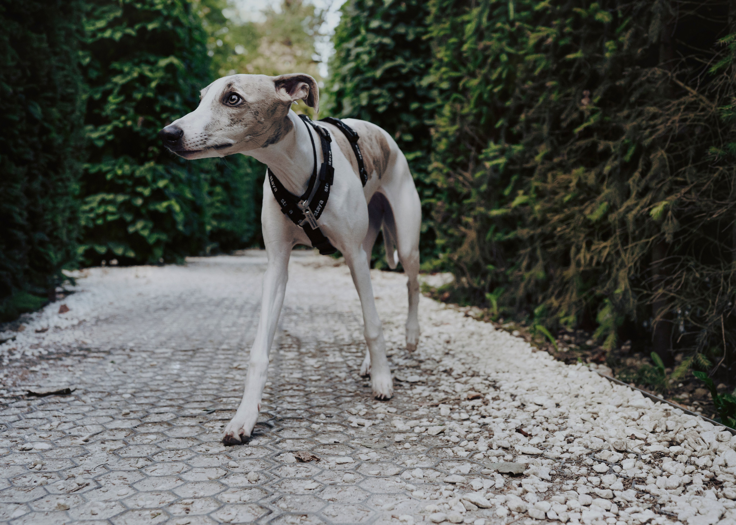 Ветка. Фотограф- анималист Александра Матвеева