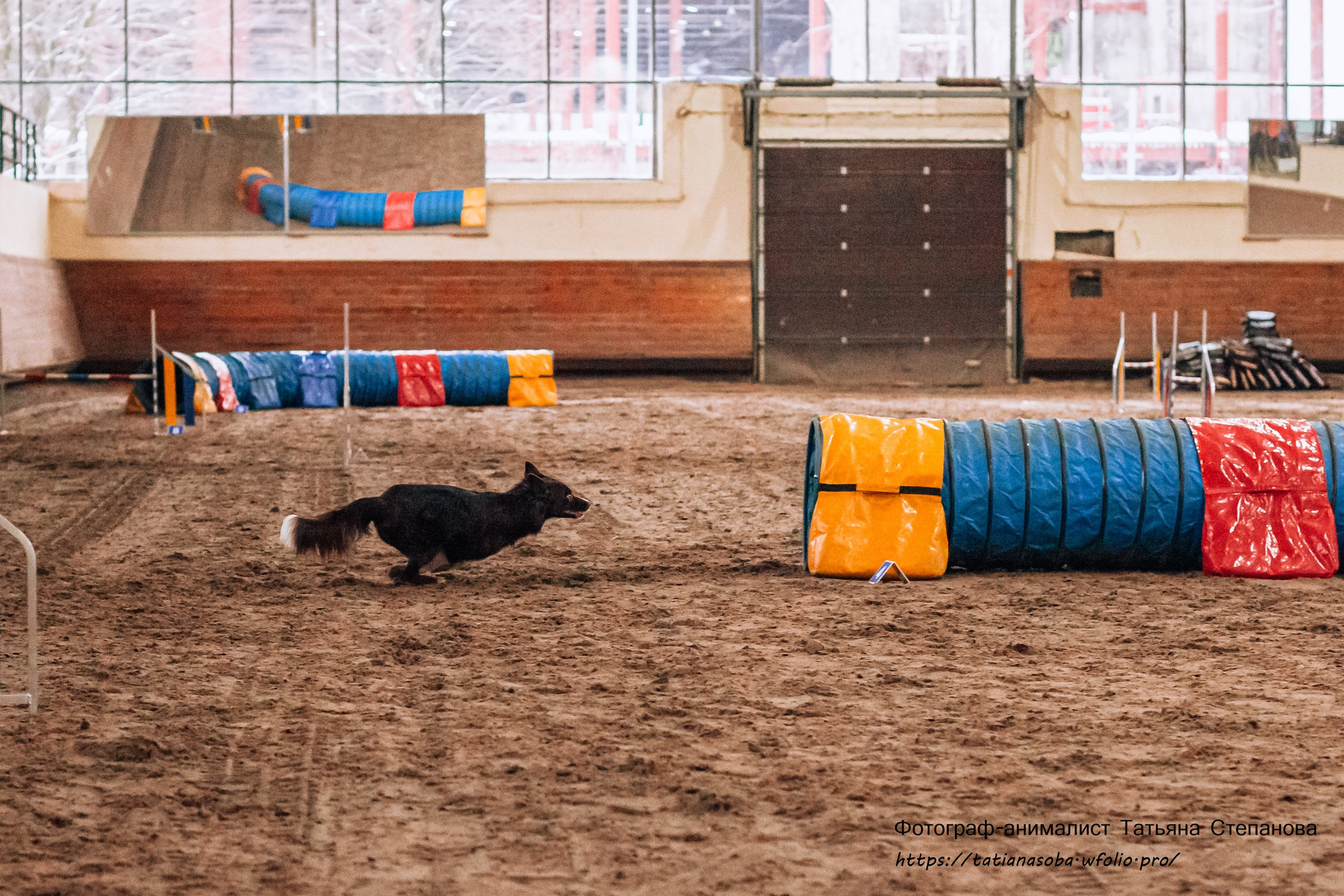 Соревнования по Аджилити 25.02.2024. Фотограф-анималист Татьяна Степанова