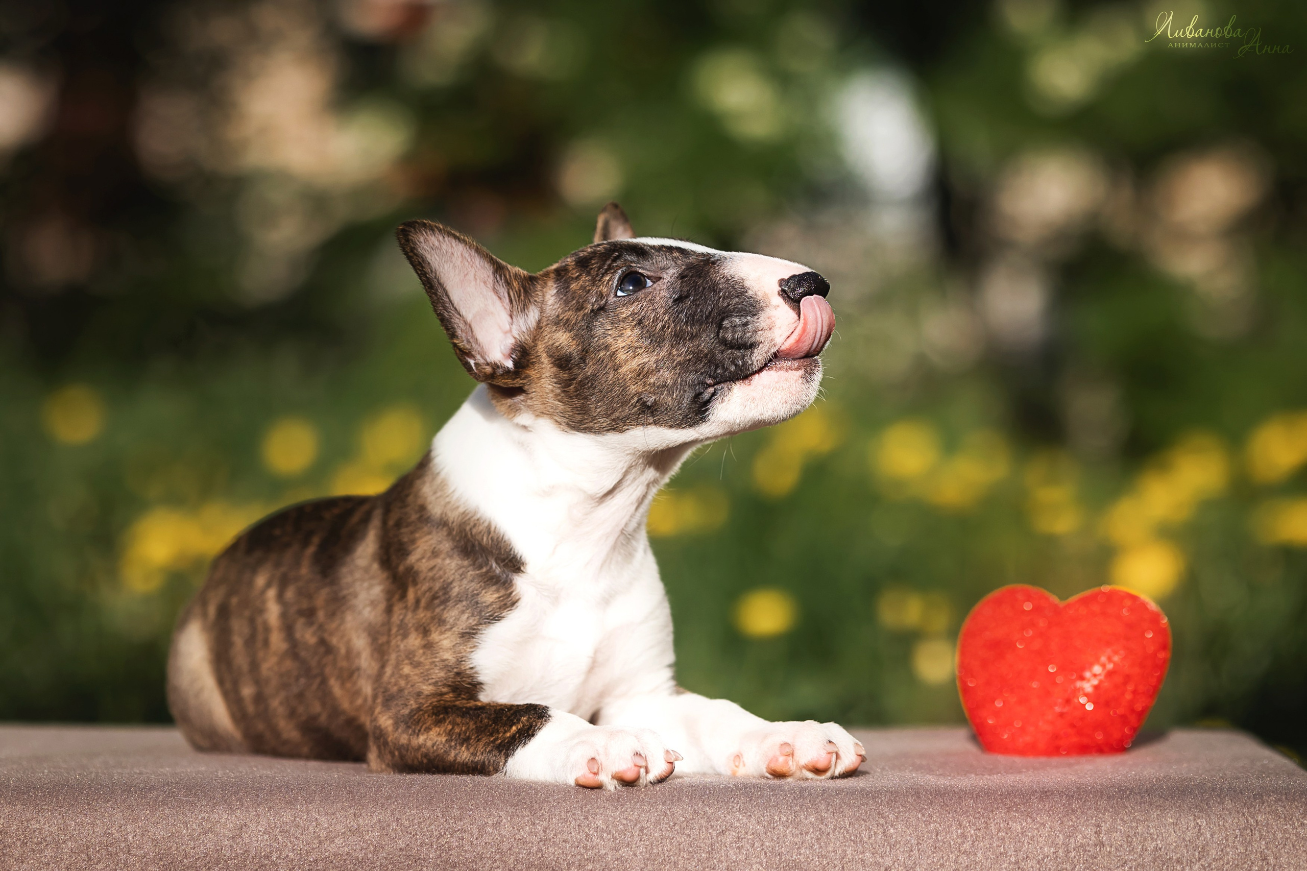 Минибультерьерчики. Фотограф анималист Аня Ливанова | Рыбинск