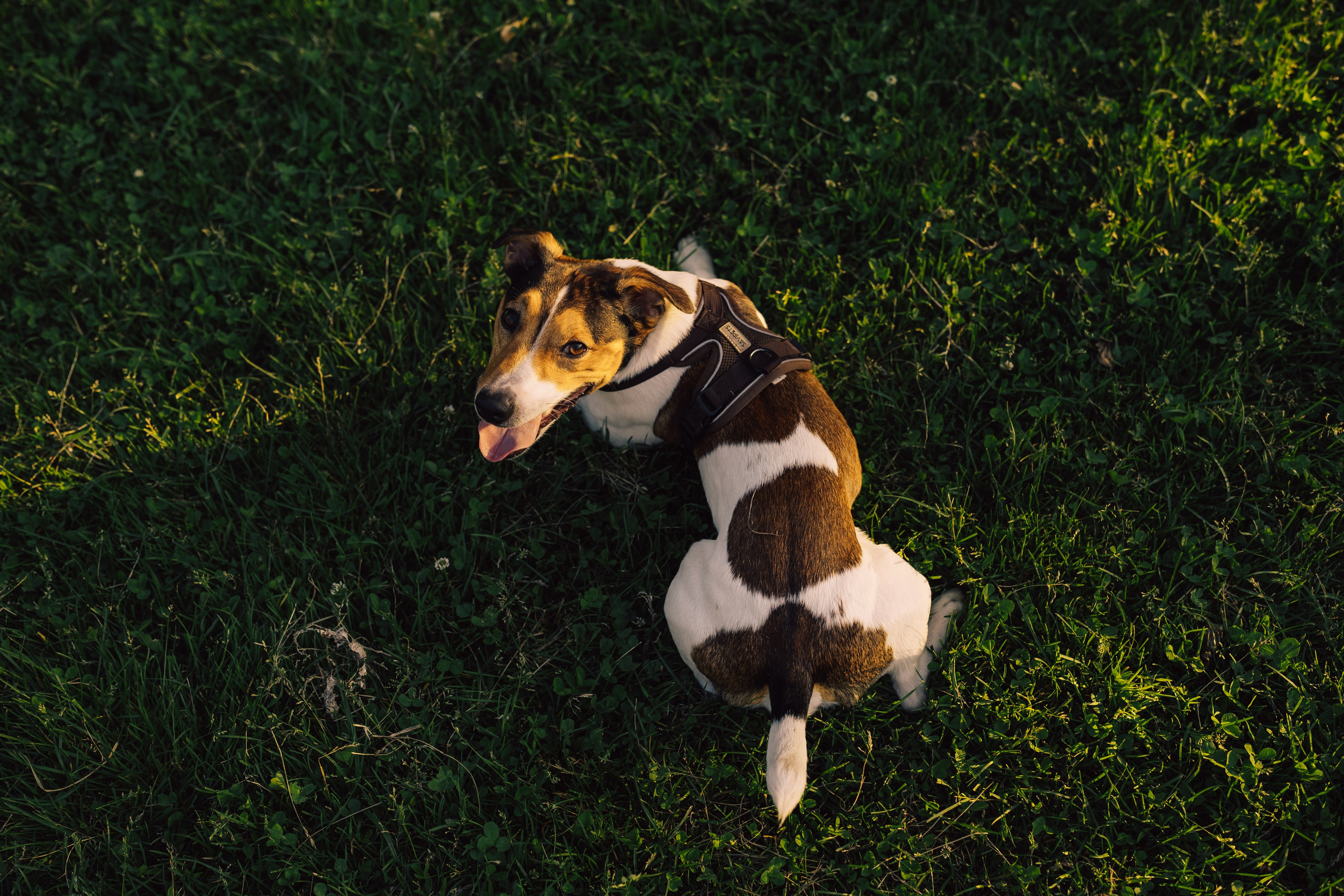 Оля Верхутина и Пипито. Фотограф в Москве Ангелина Ким