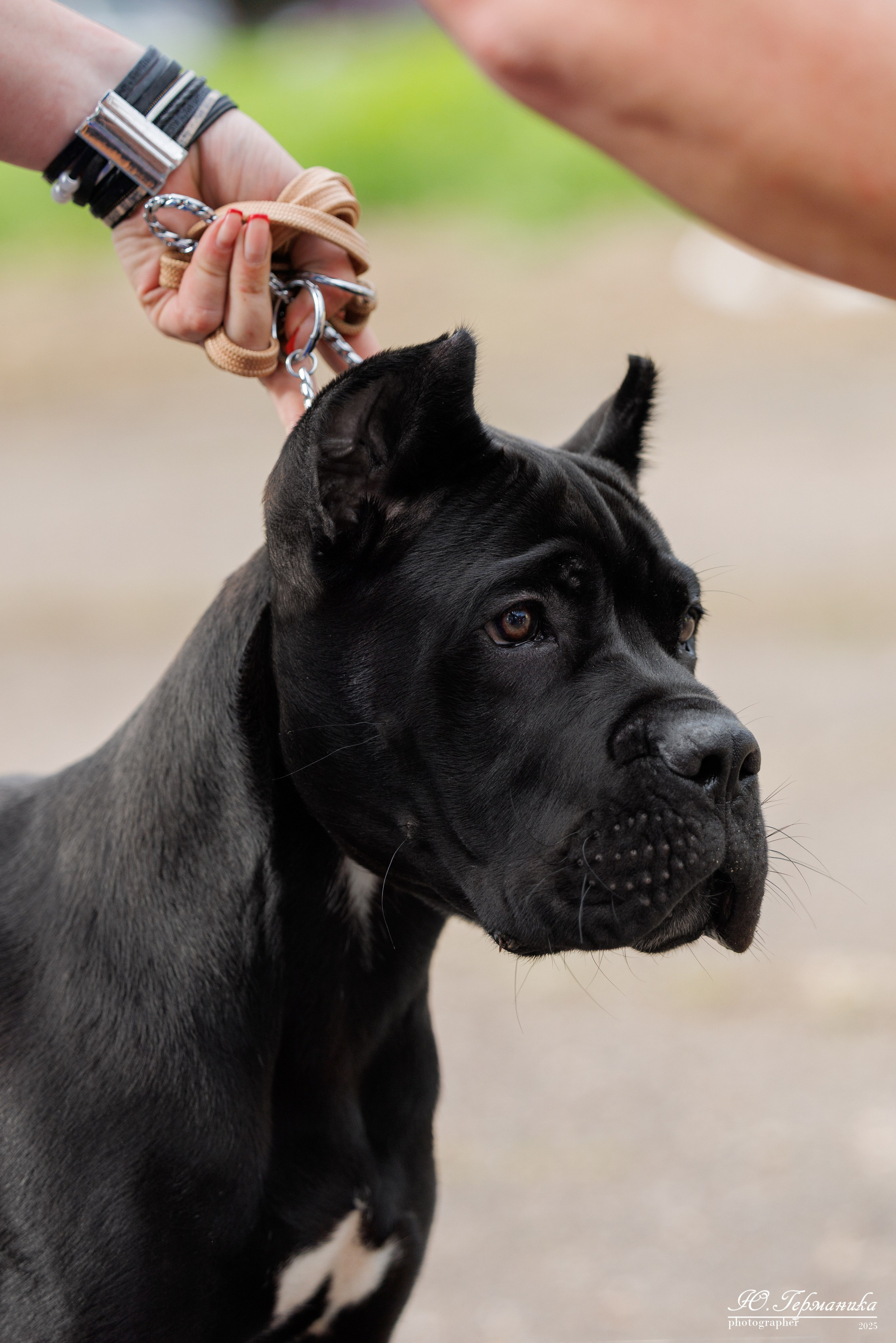 Тверь 10.08.2025. Фотограф-анималист Юлия Германика