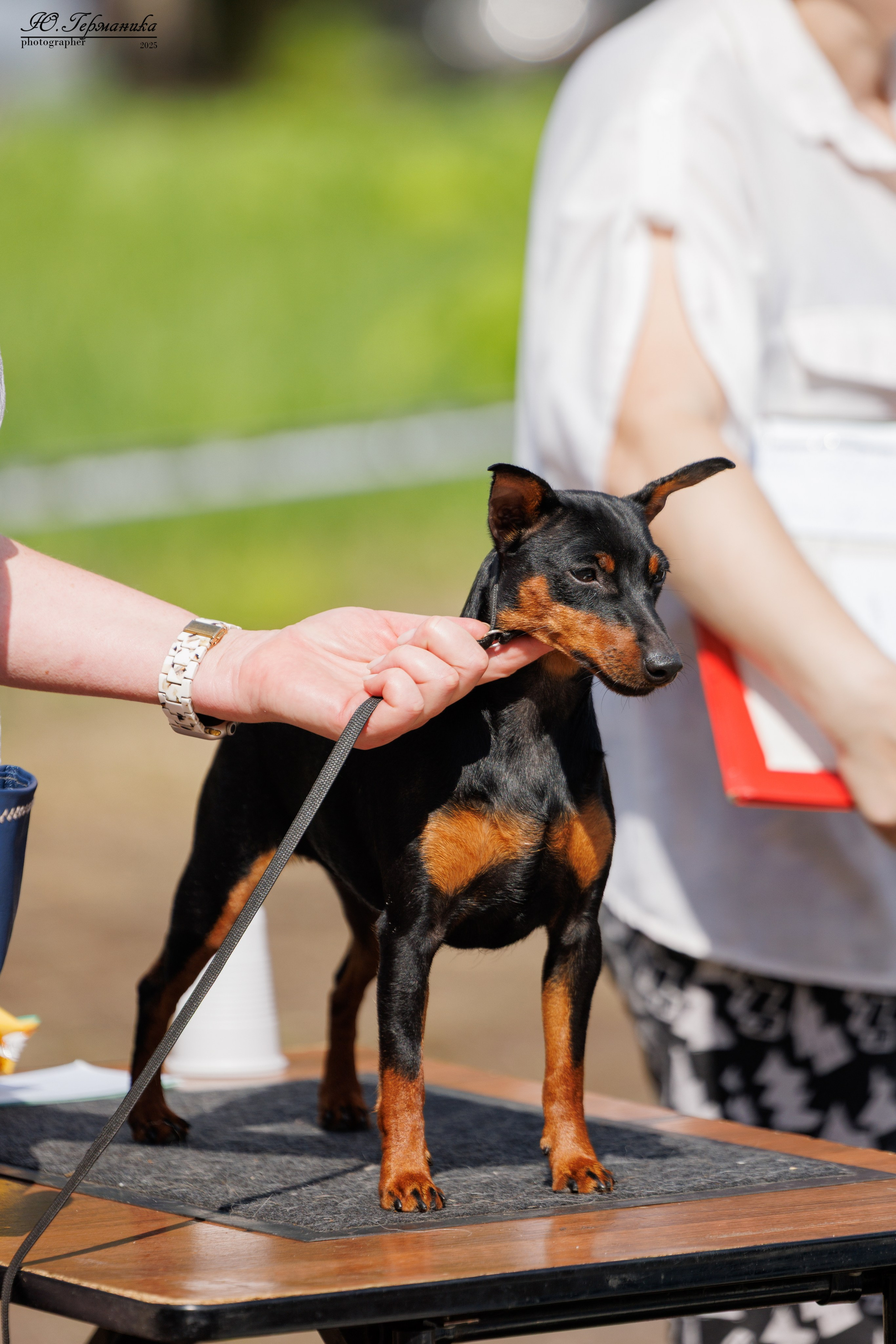 Тверь 10.08.2025. Фотограф-анималист Юлия Германика