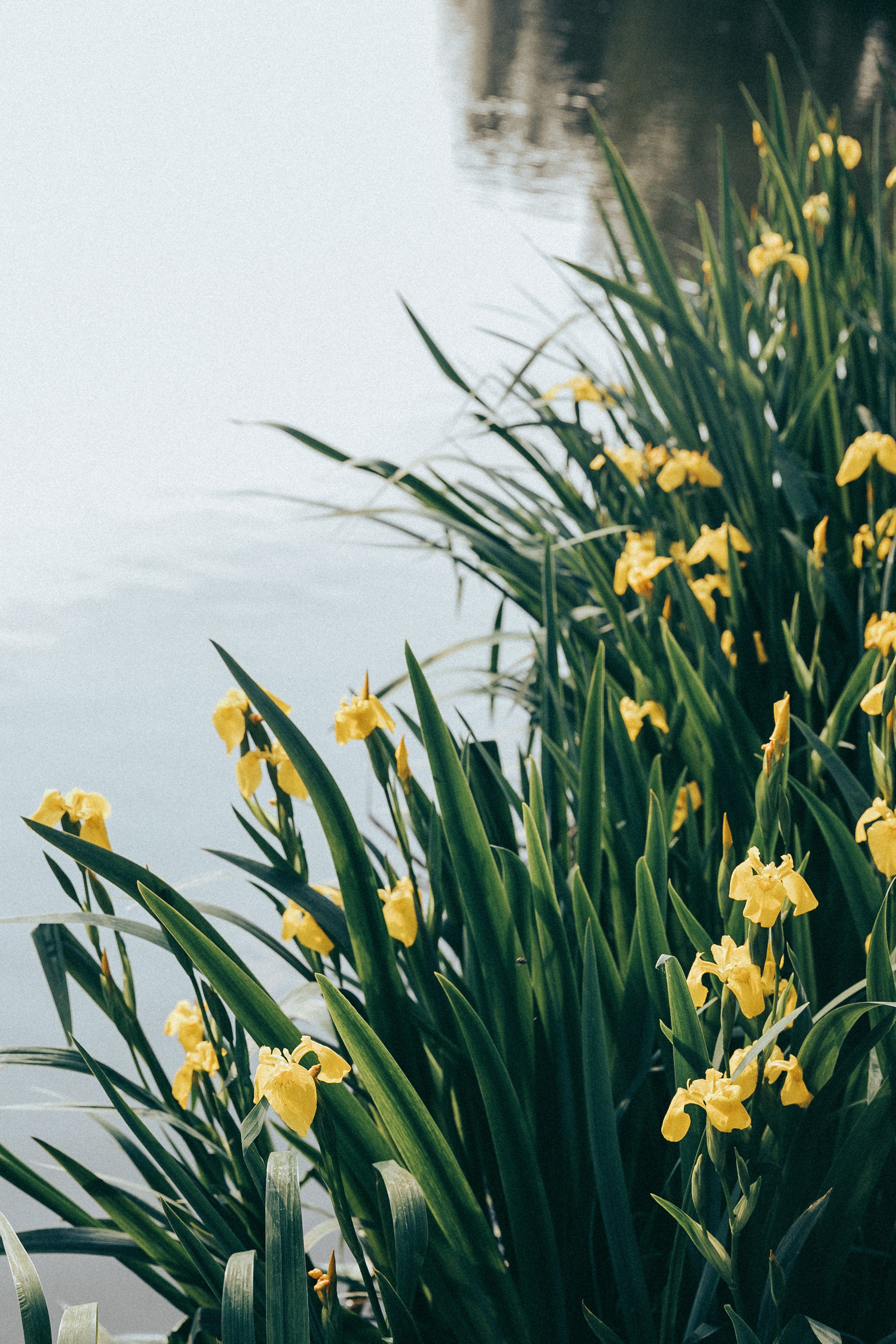 Юля. Фотограф в Москве Шаганова Нина