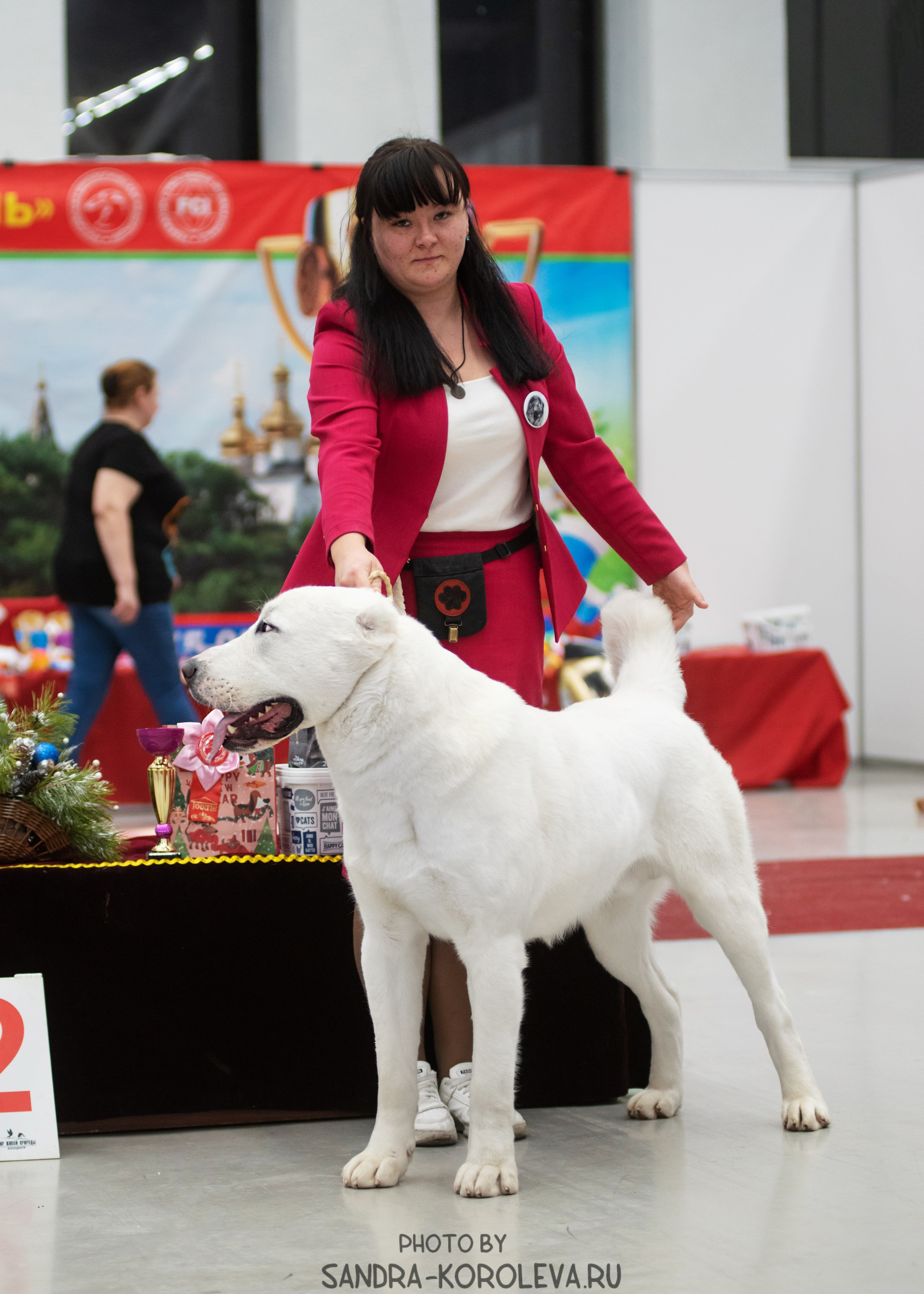 Выставка собак тюмень 10.12.2022. Дог-фотограф в Тюмени Александра Королева
