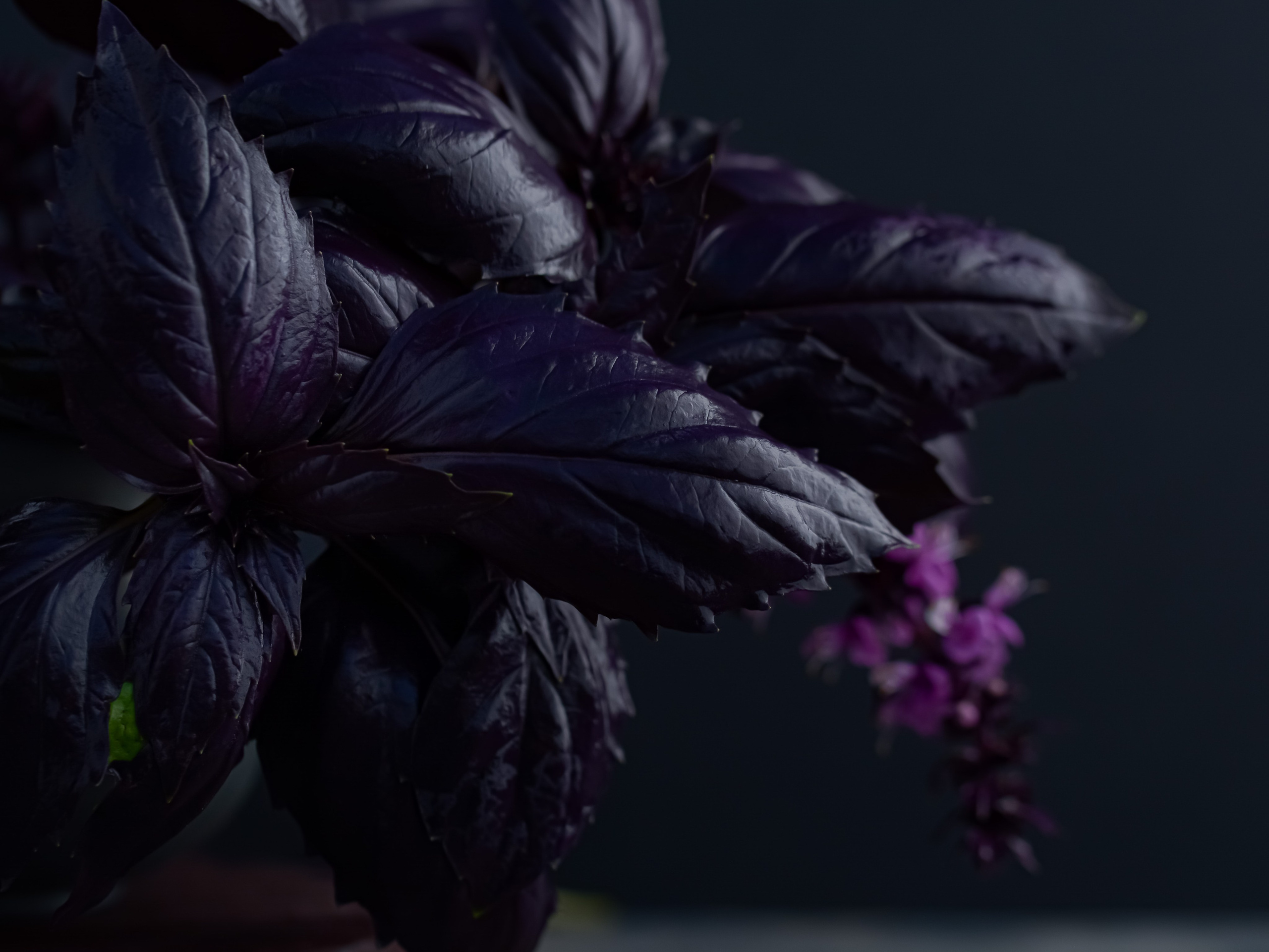 Еда. ПРУДМЕТНАЯ И ФУД СЪЕМКА