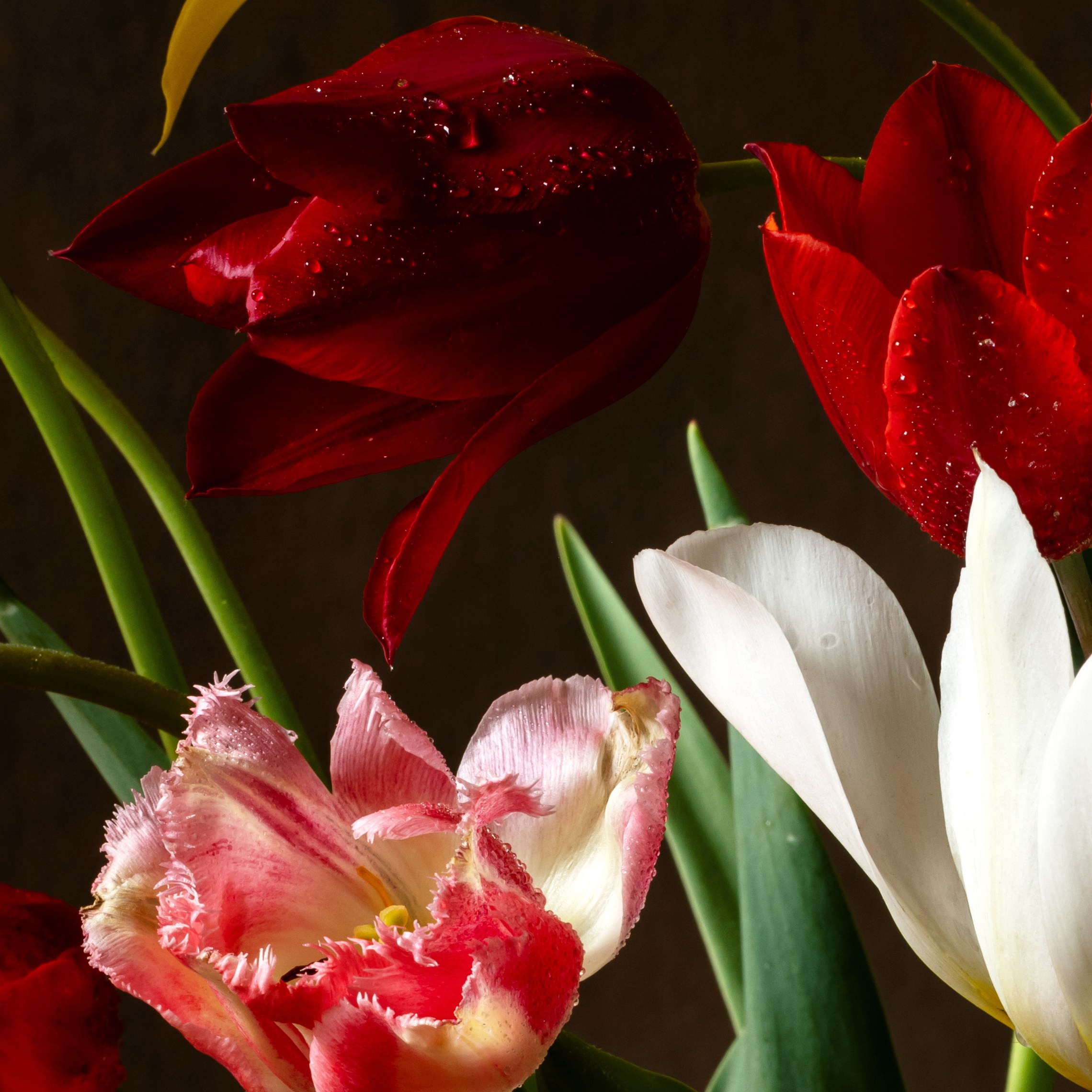 Bright Company. Author’s fine art prints with international delivery