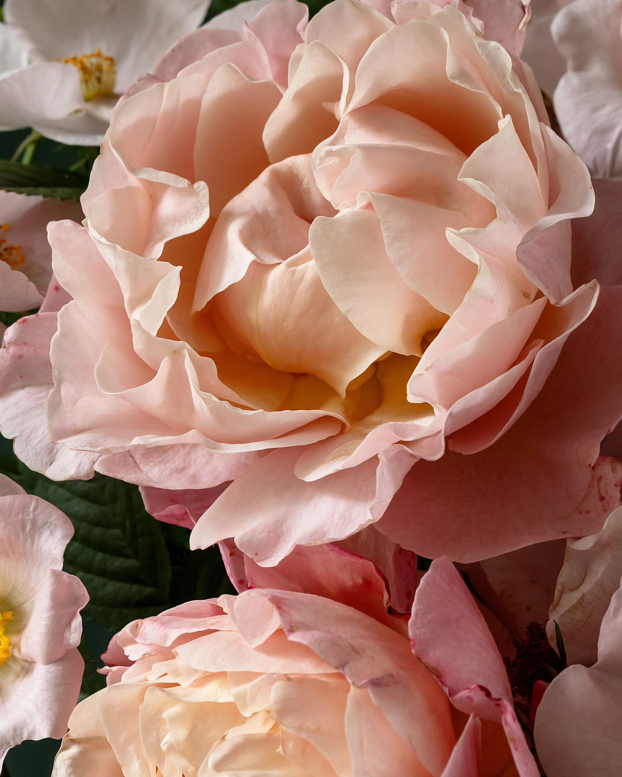 Silk Nectar. Author’s fine art prints with international delivery