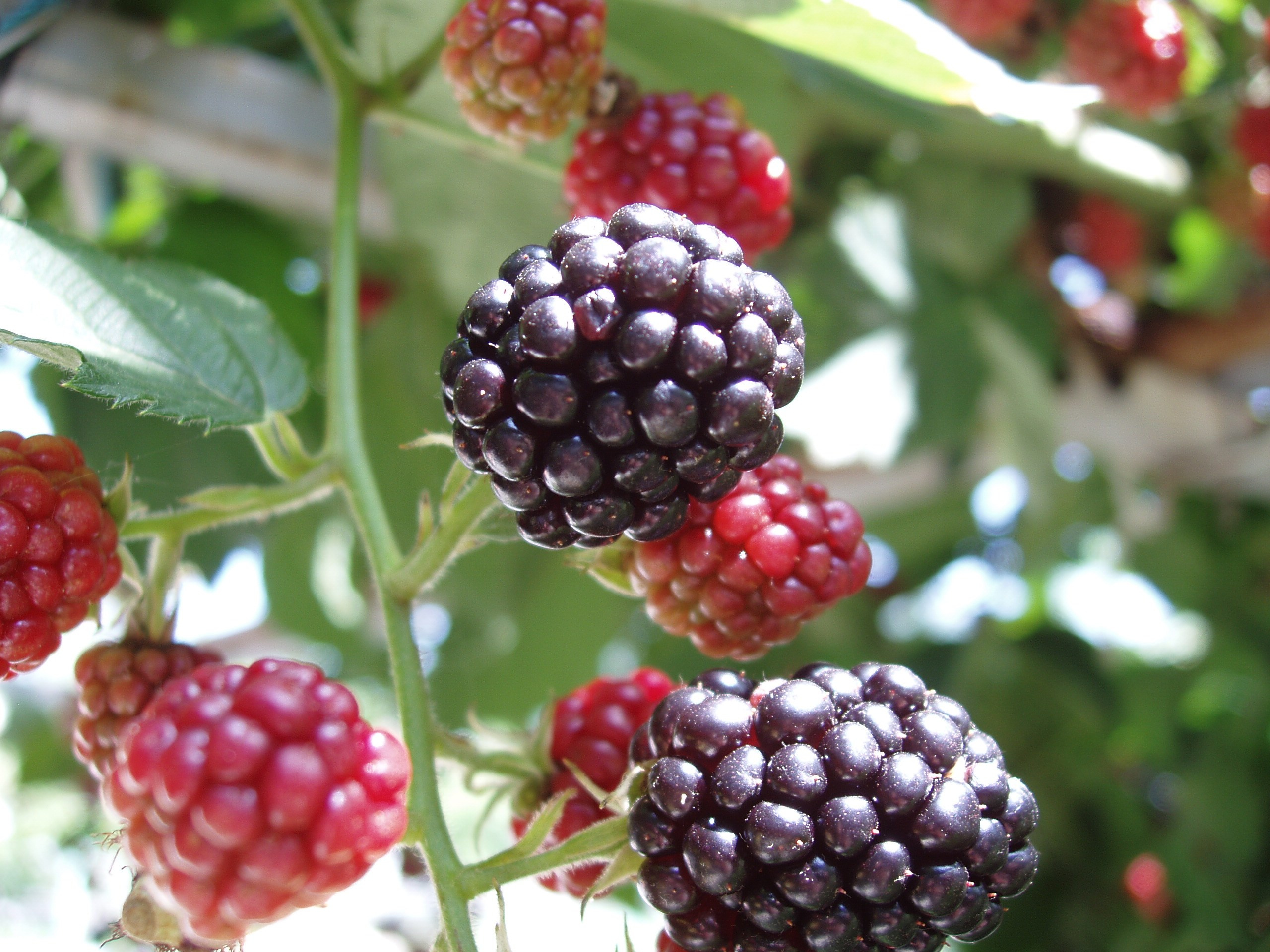 Отпуск 20.07-17.08. Семейный, Свадебный фотограф СПБ Питер— Романова Екатерина