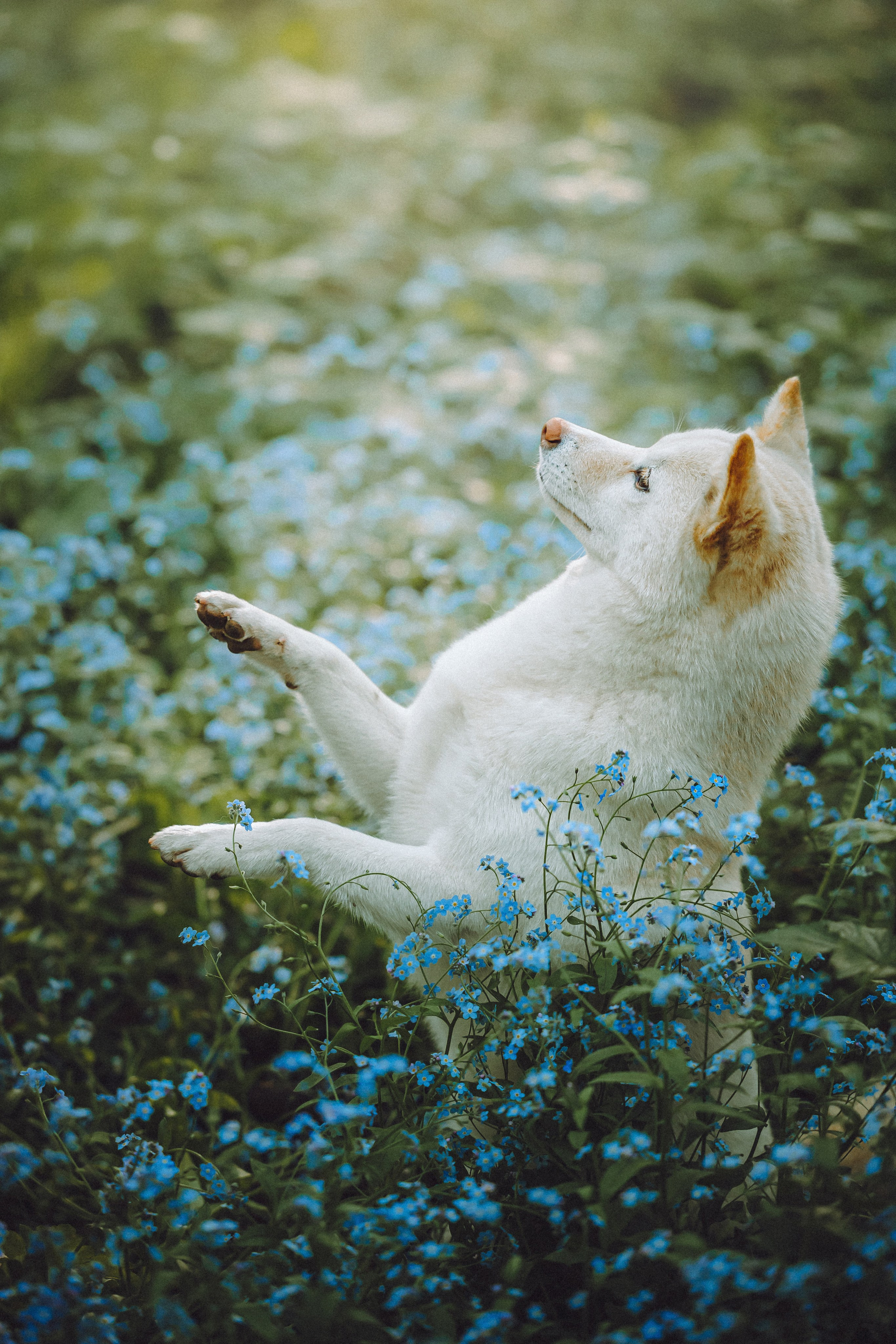 Шед, Цири, Чиби, Цера и их семья