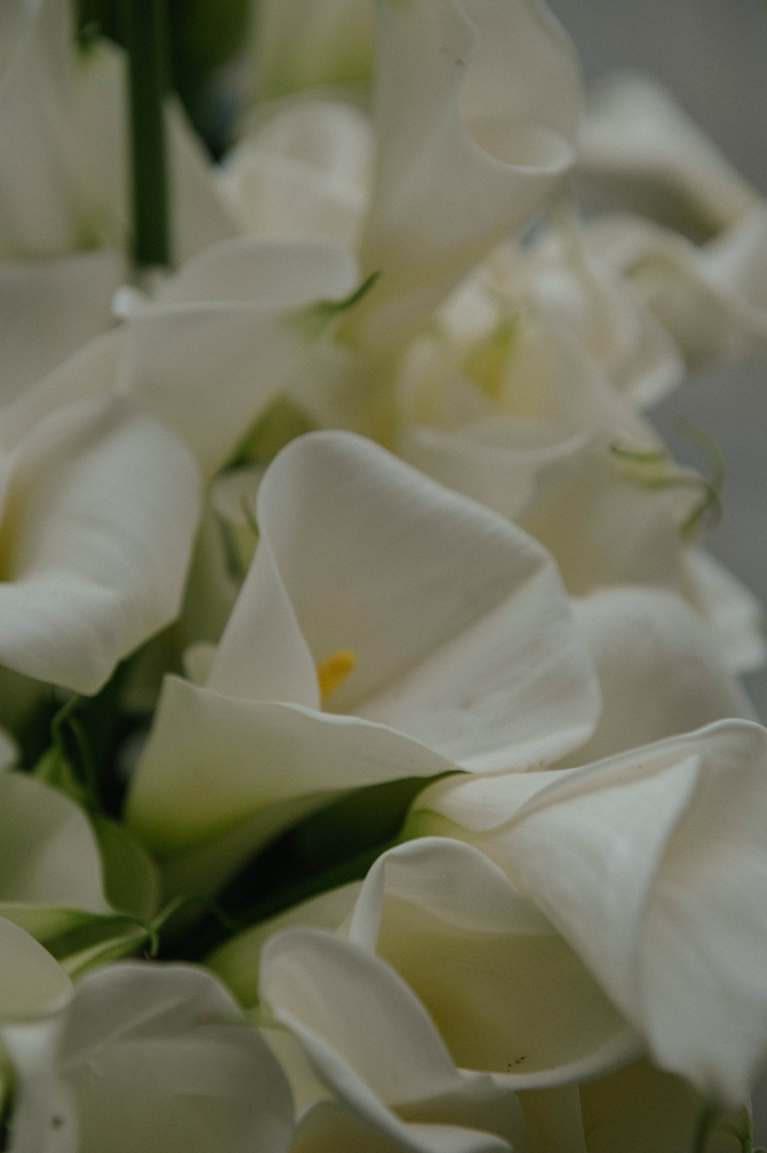 Никита и Анастасия (с.Николаевка). Свадебный, женский, семейный фотограф в Севастополе Юлия Мошенко