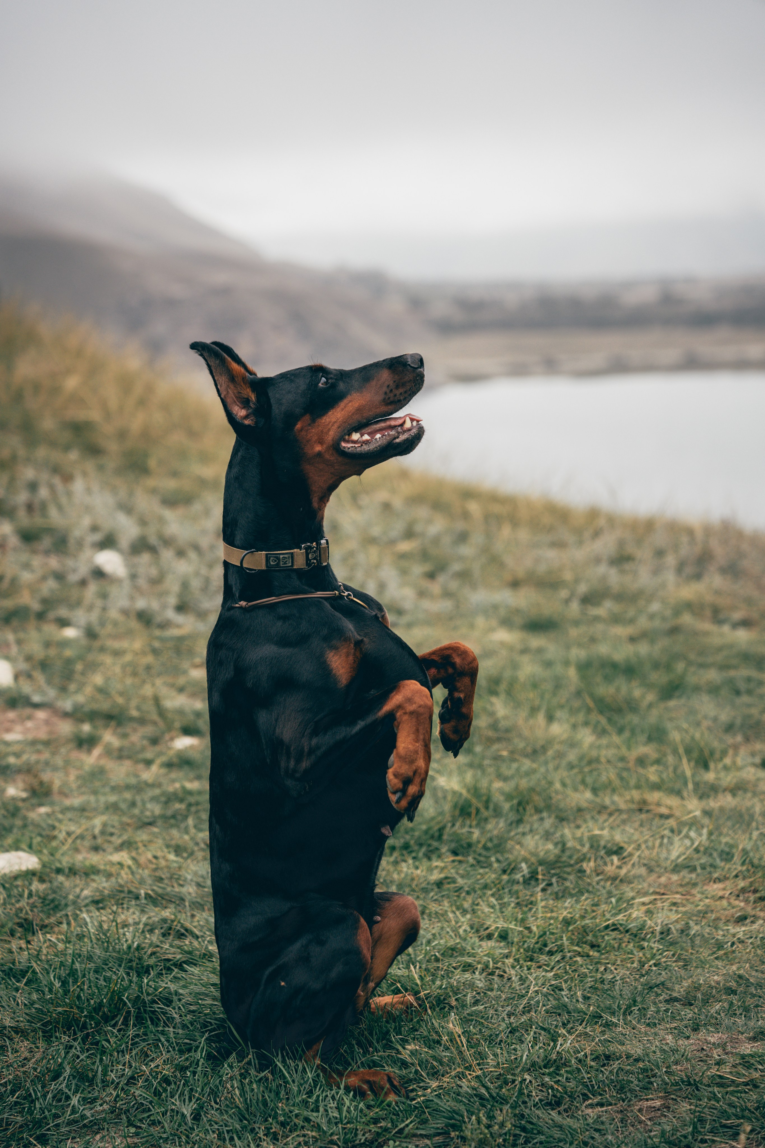 Семейный фото тур с собакой. Фотограф КМВ|ГОРЫ Пятигорск Железноводск Ессентуки Кисловодск Домбай Архыз Эльбрус