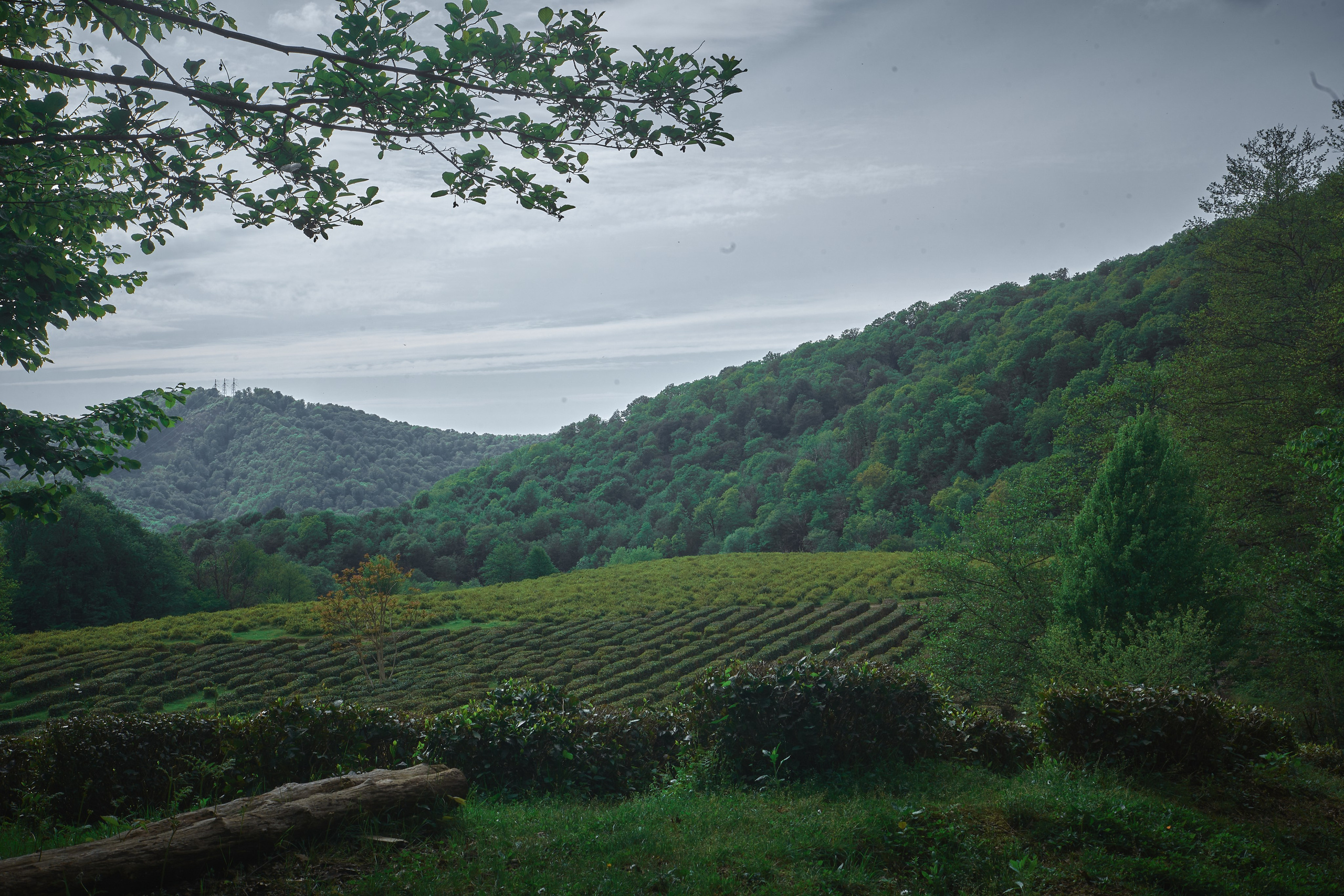 Краснодарский чай. Фотограф и оператор мероприятий, концертов и портретов в городе Москва