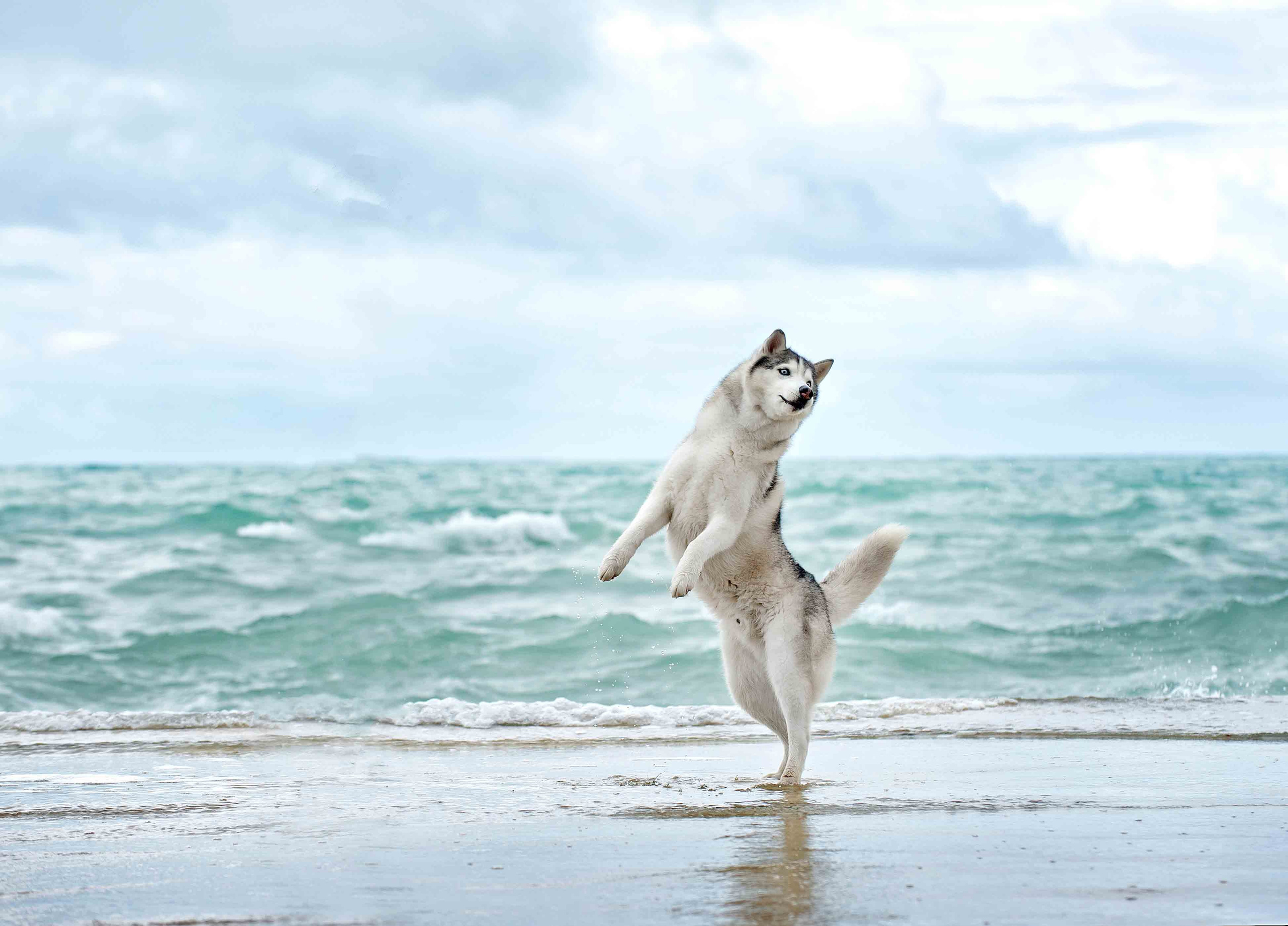 Собаки. Портретная и свадебная фотосъемка. Москва и область