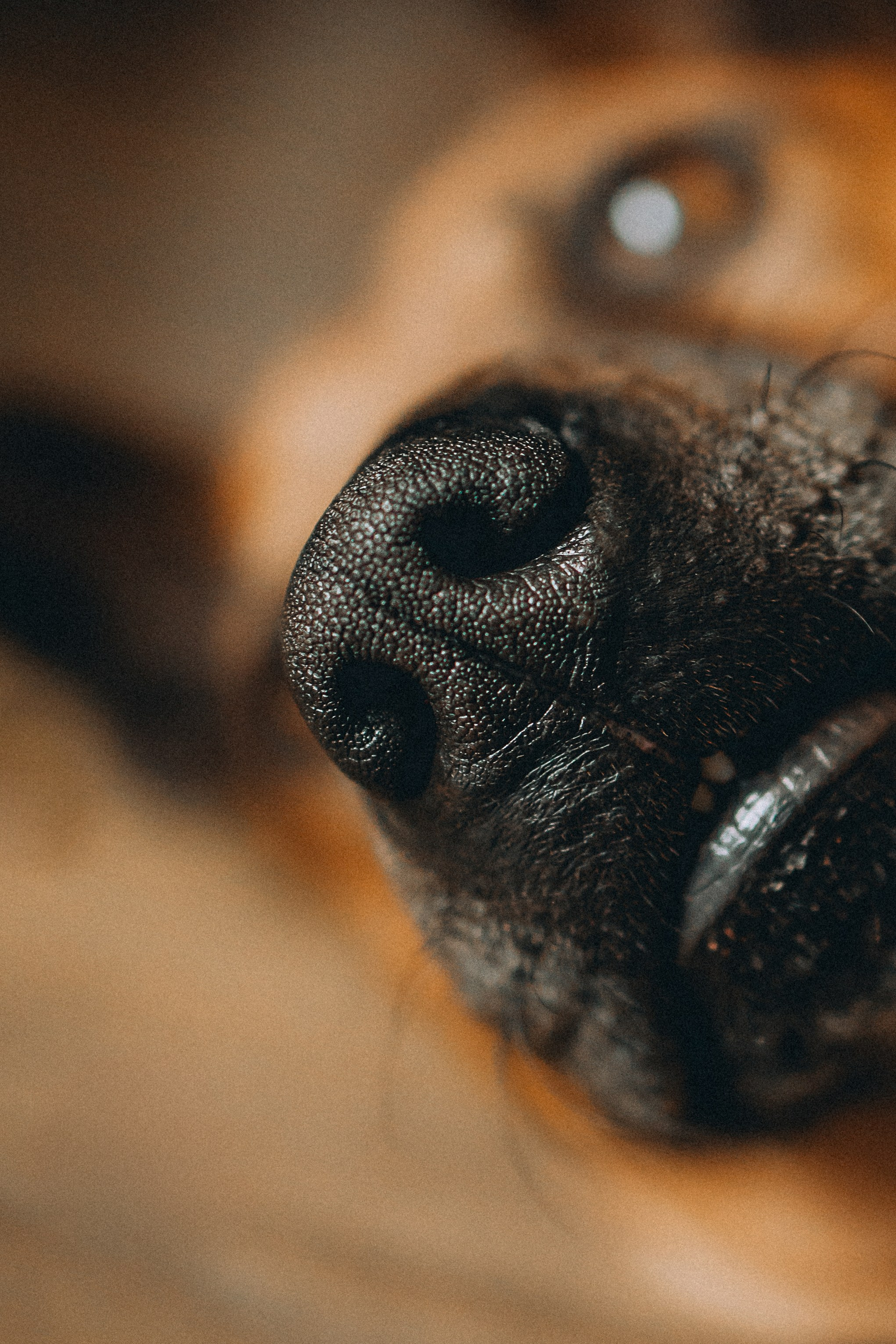 Оксана и Зевс