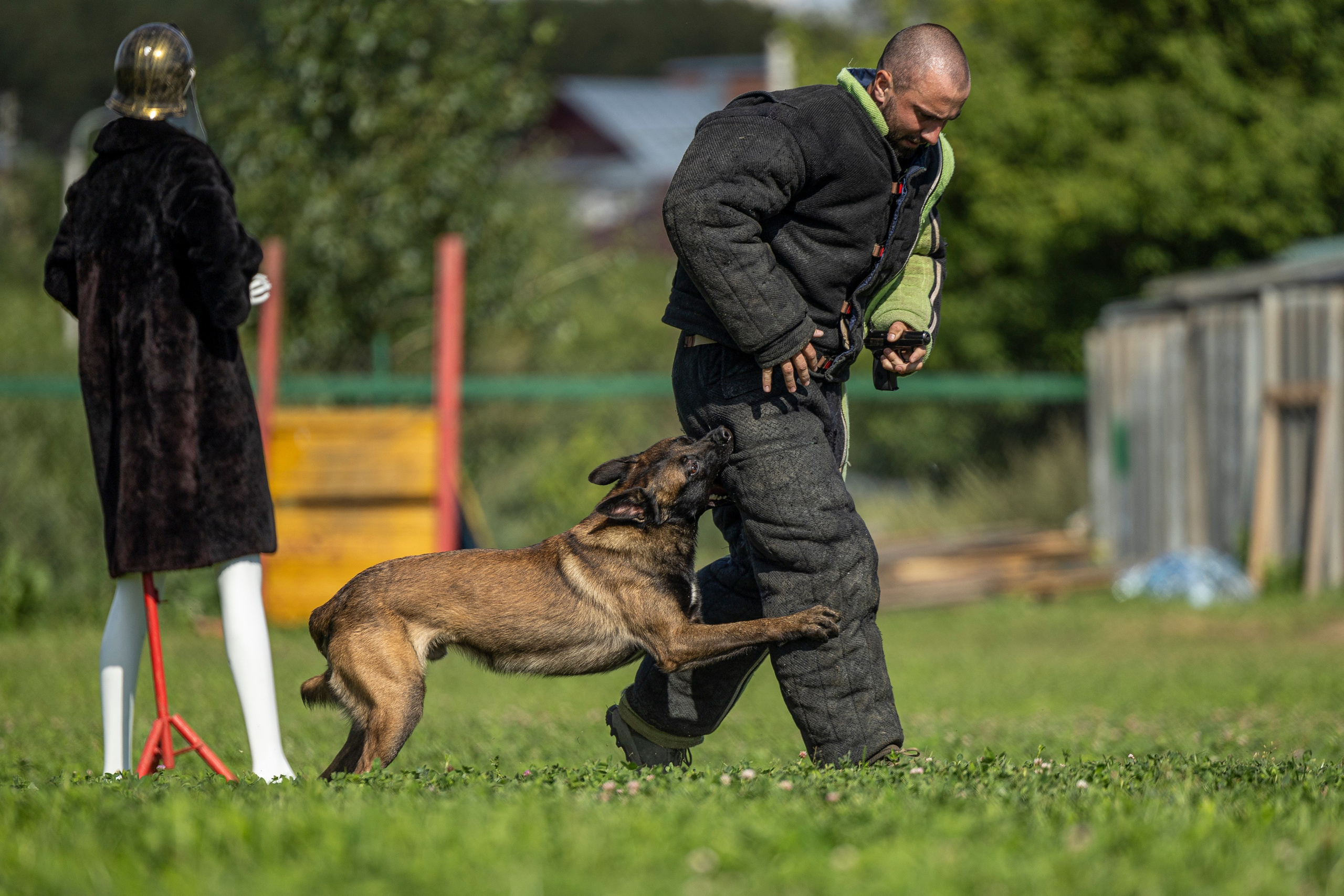 Соревнования по Мондьорингу г. Вологда 10-11.08.2024. Фотограф-анималист Анна Маринич