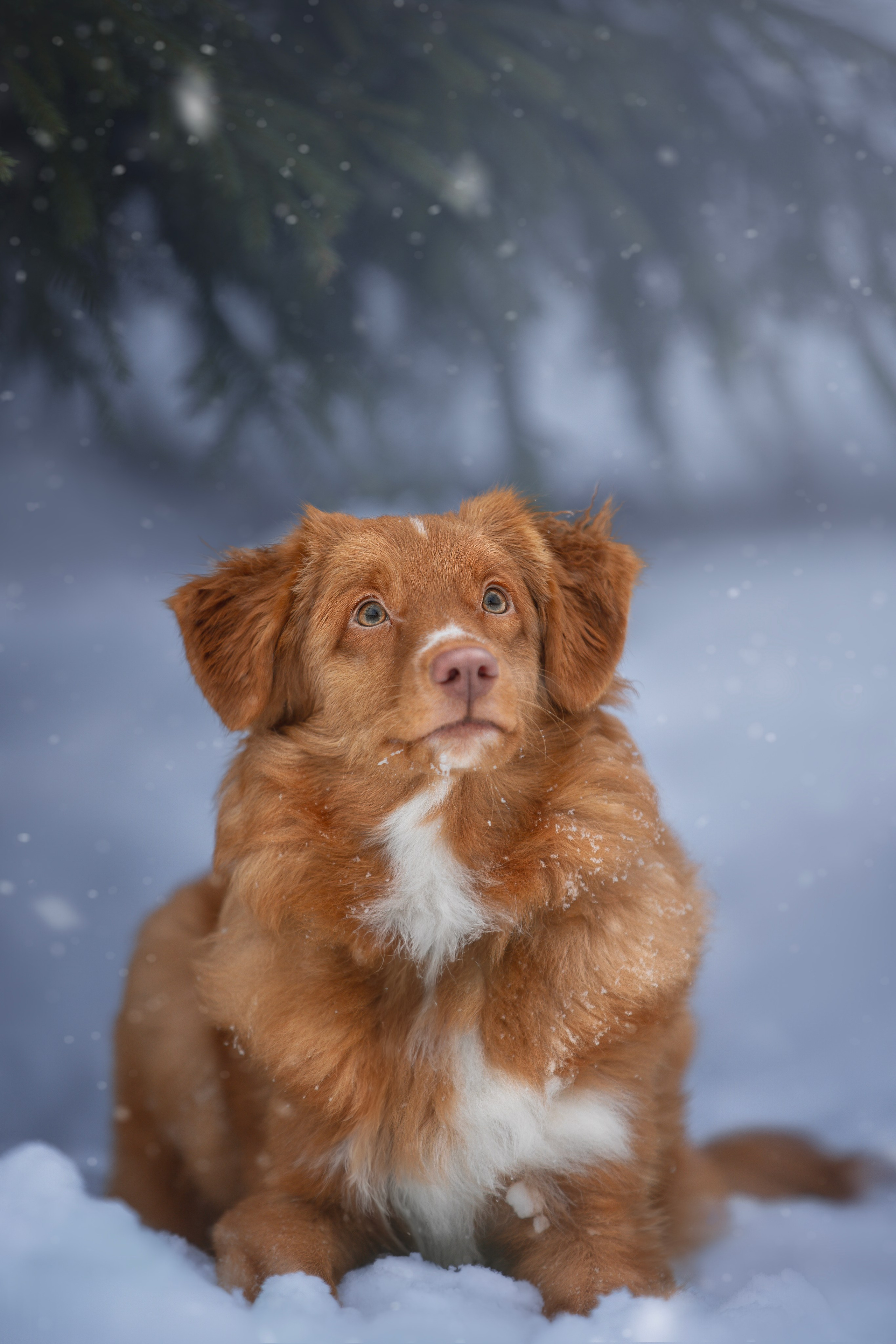 Руби, Николь, Кирилл и Мила. Фотограф анималист в Москве Майорова Евгения