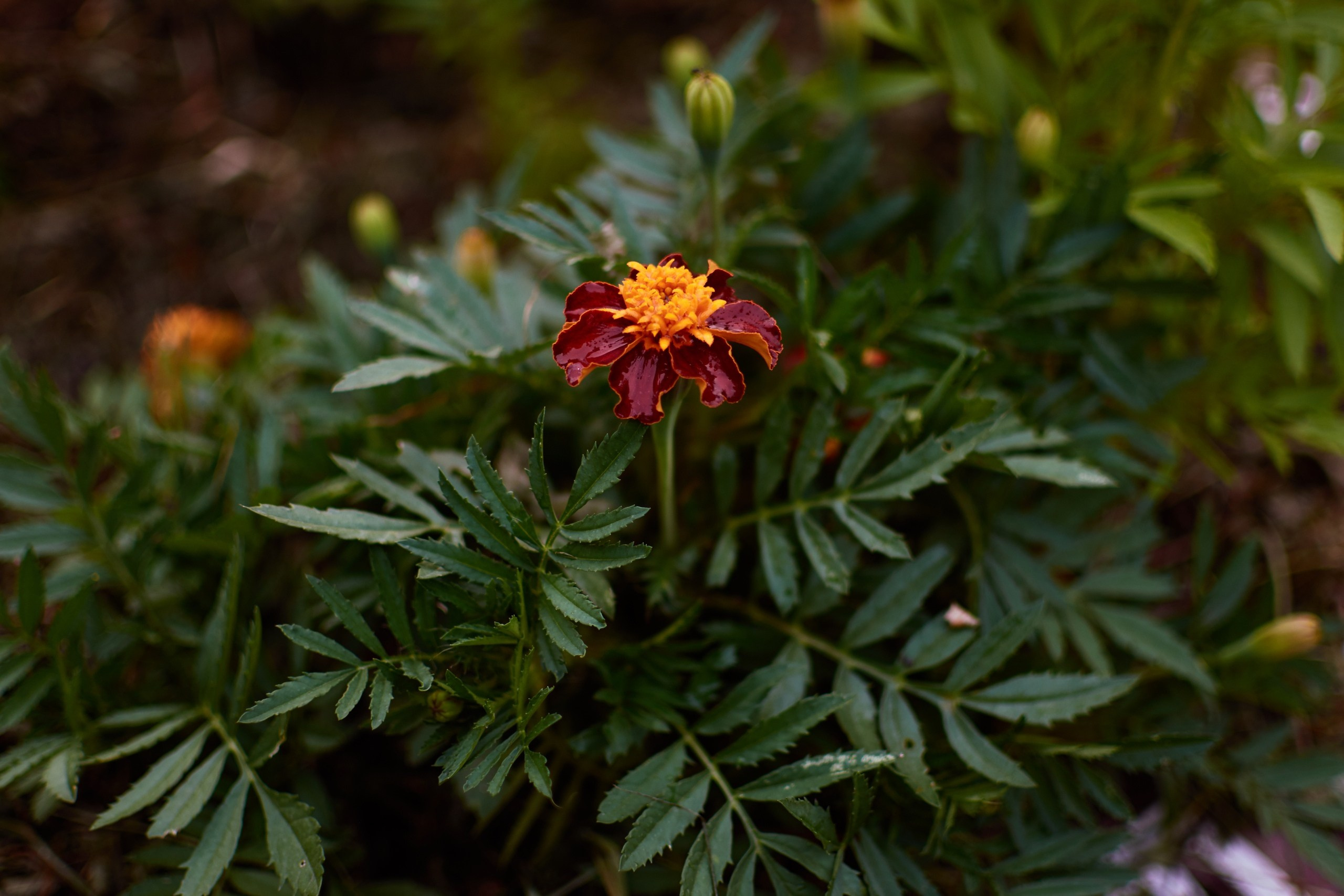 Цветы. Ольга Чёкотова (Фотограф Кострома)