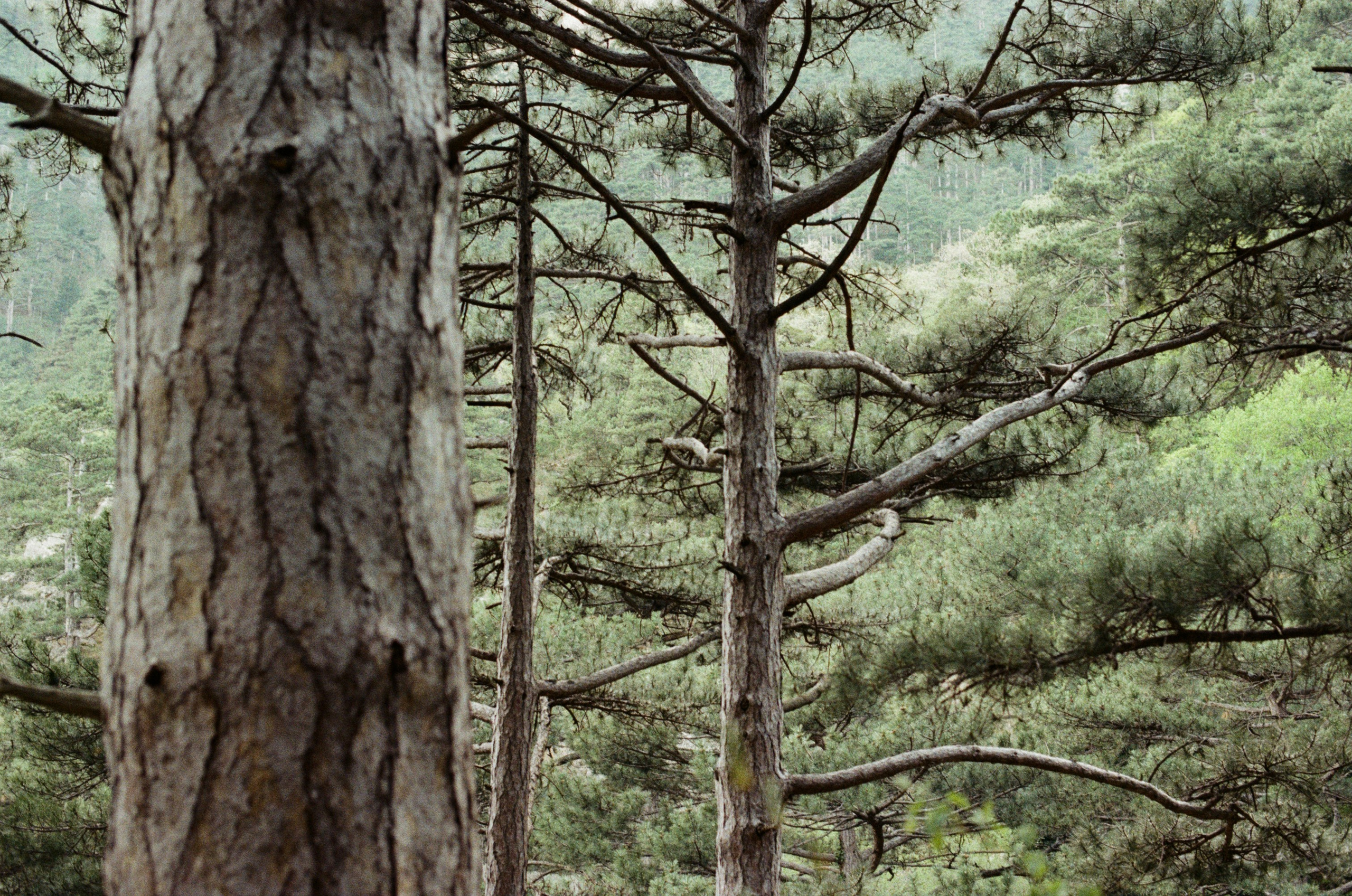 Silver strings // ukraine, crimea II. EVER EXPOSED