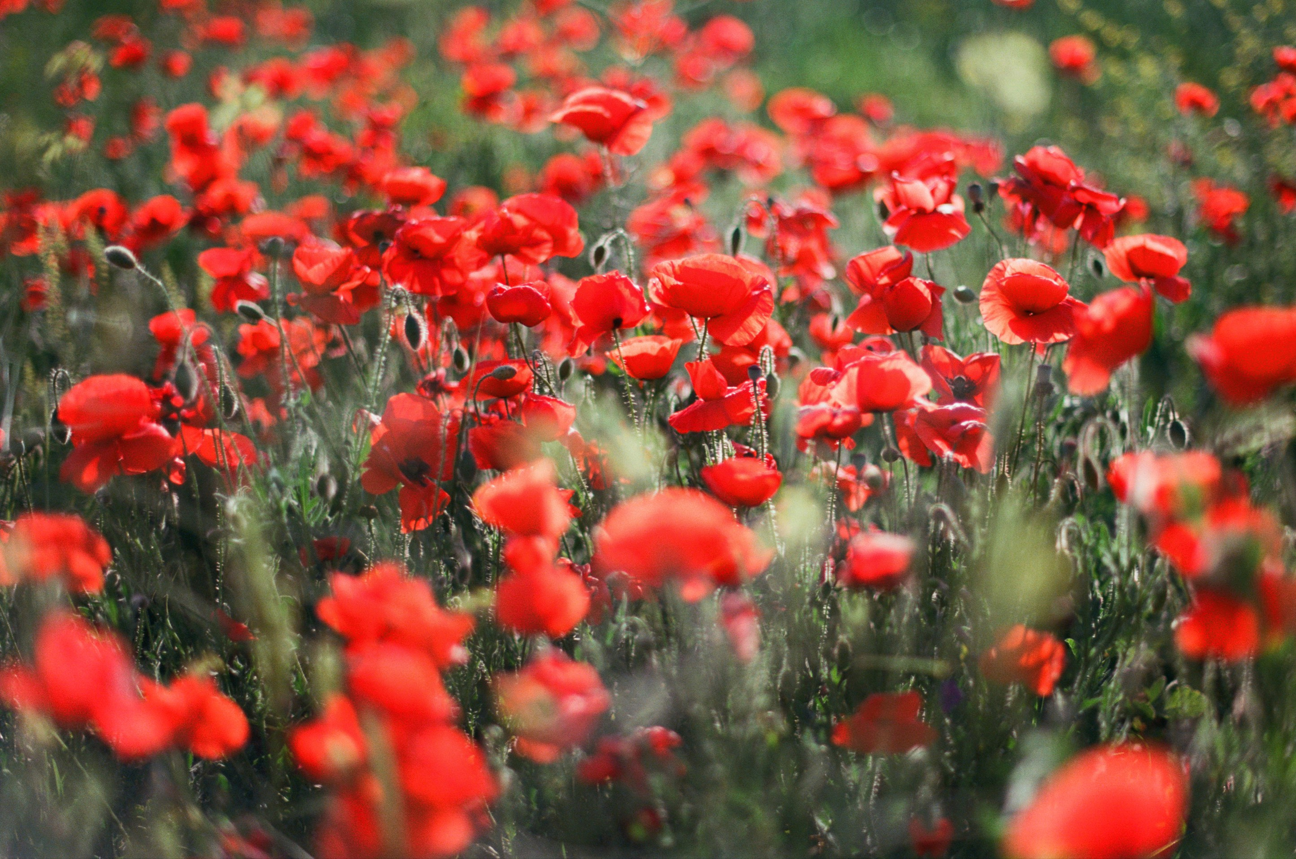 Champagne supernova // ukraine, crimea II. EVER EXPOSED