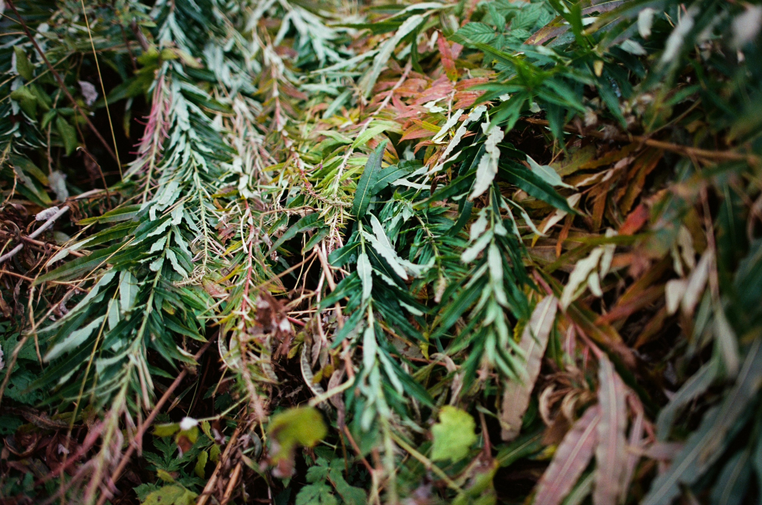Are you coming // italy, dolomites II. EVER EXPOSED