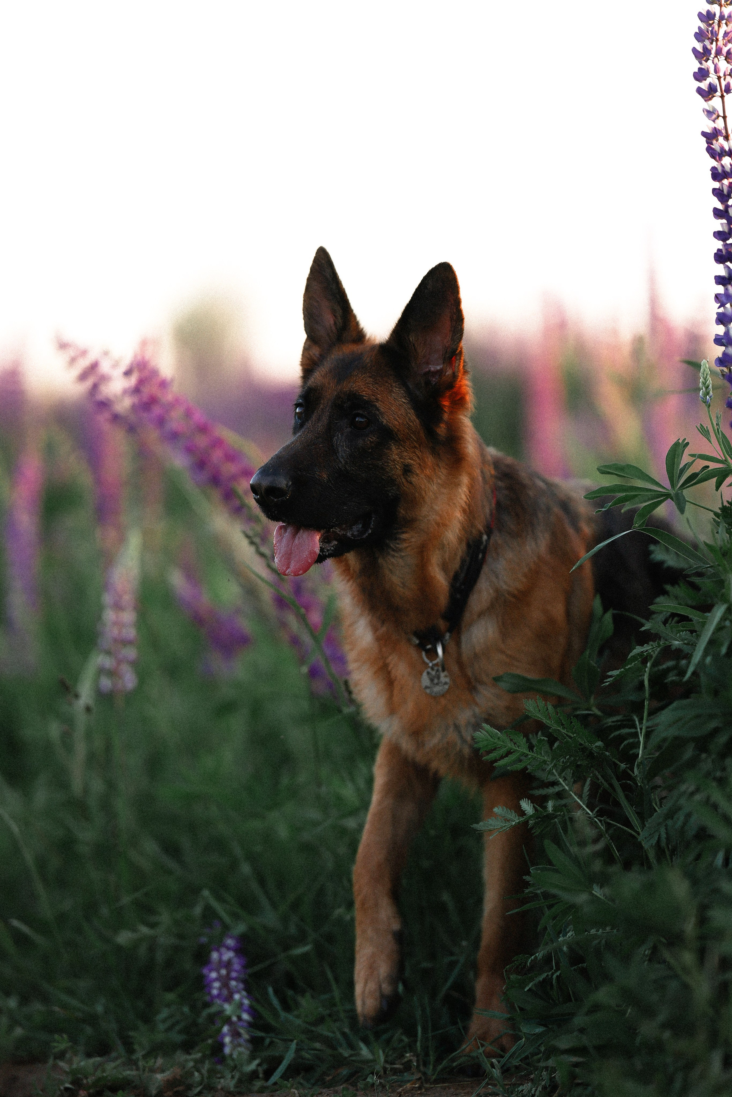 Тео и Гуччи. Фотограф и видеограф анималист Аганина Дарья