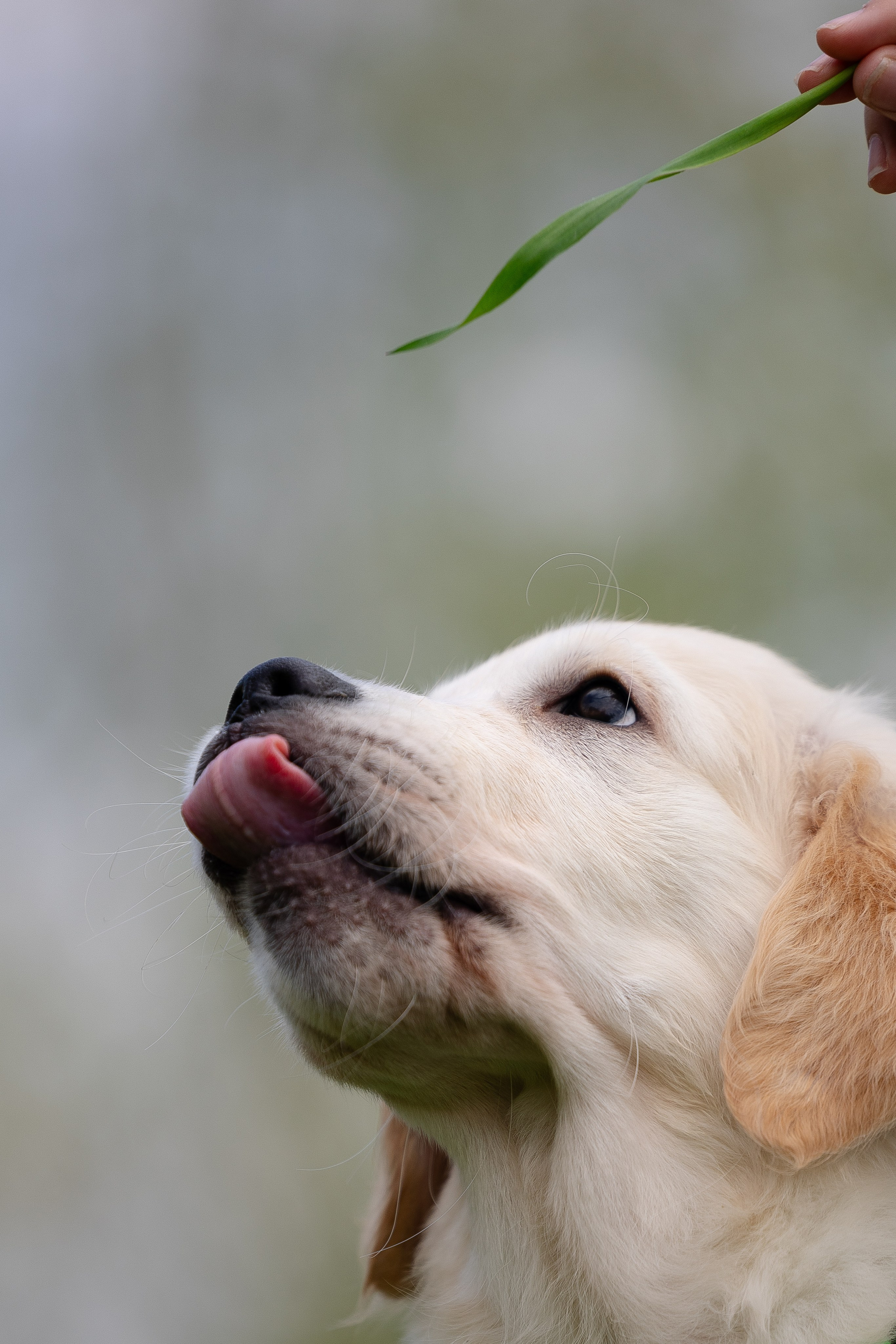 Голден ретривер. Фотограф и видеограф анималист Аганина Дарья