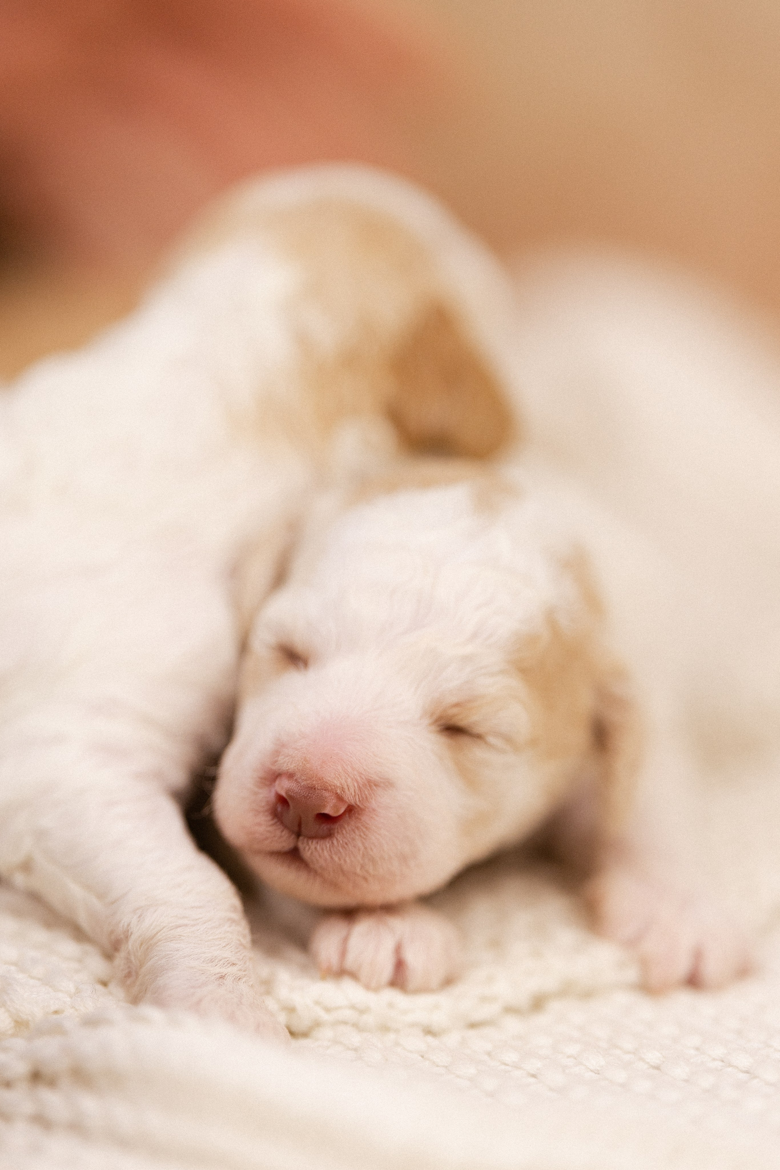 Лаготто Романьоло. Фотограф и видеограф анималист Аганина Дарья