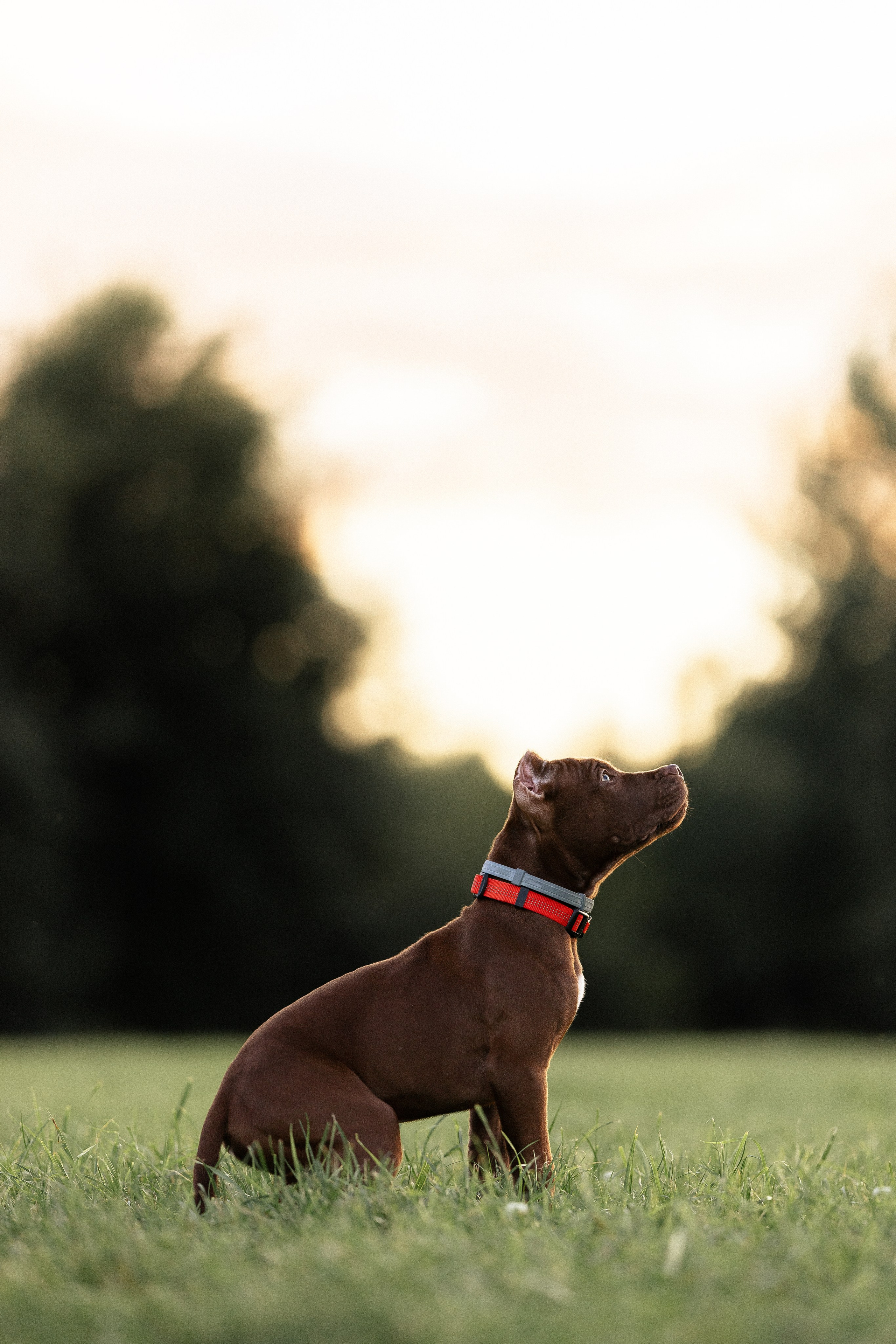 Елена и Хан. Фотограф и видеограф анималист Аганина Дарья