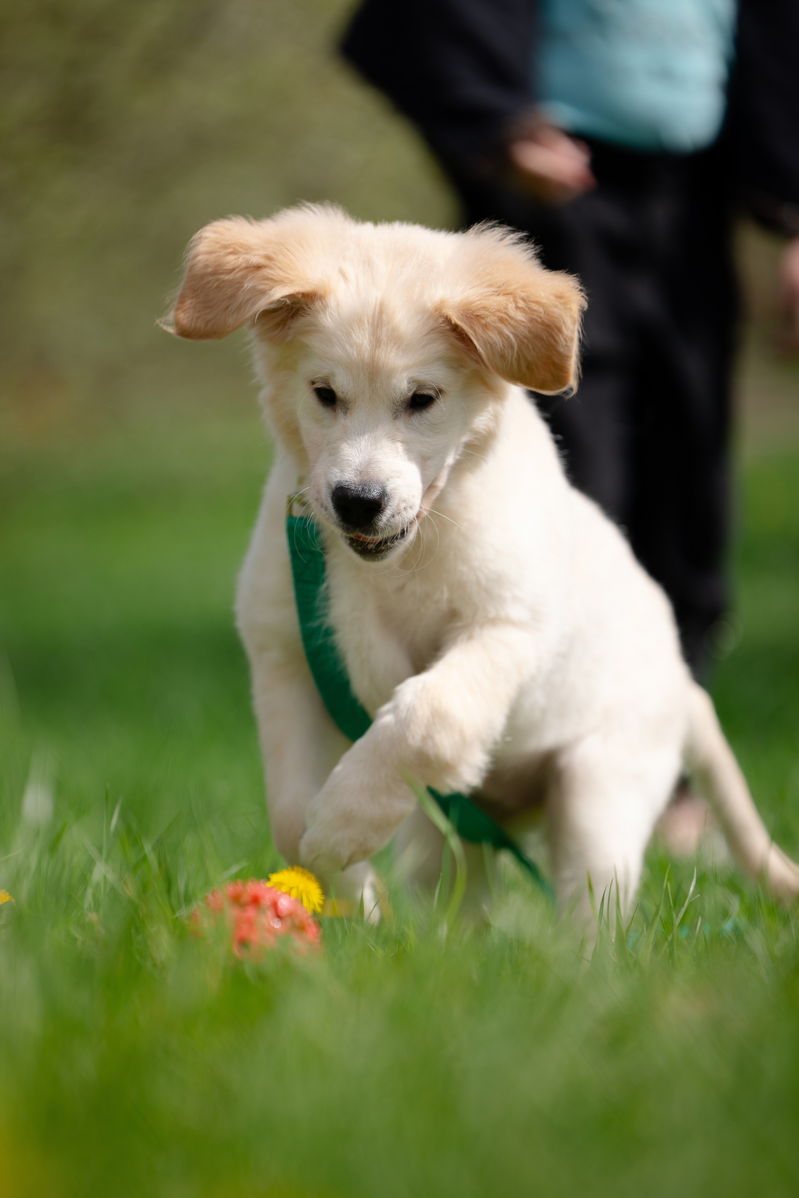 Голден ретривер. Фотограф и видеограф анималист Аганина Дарья