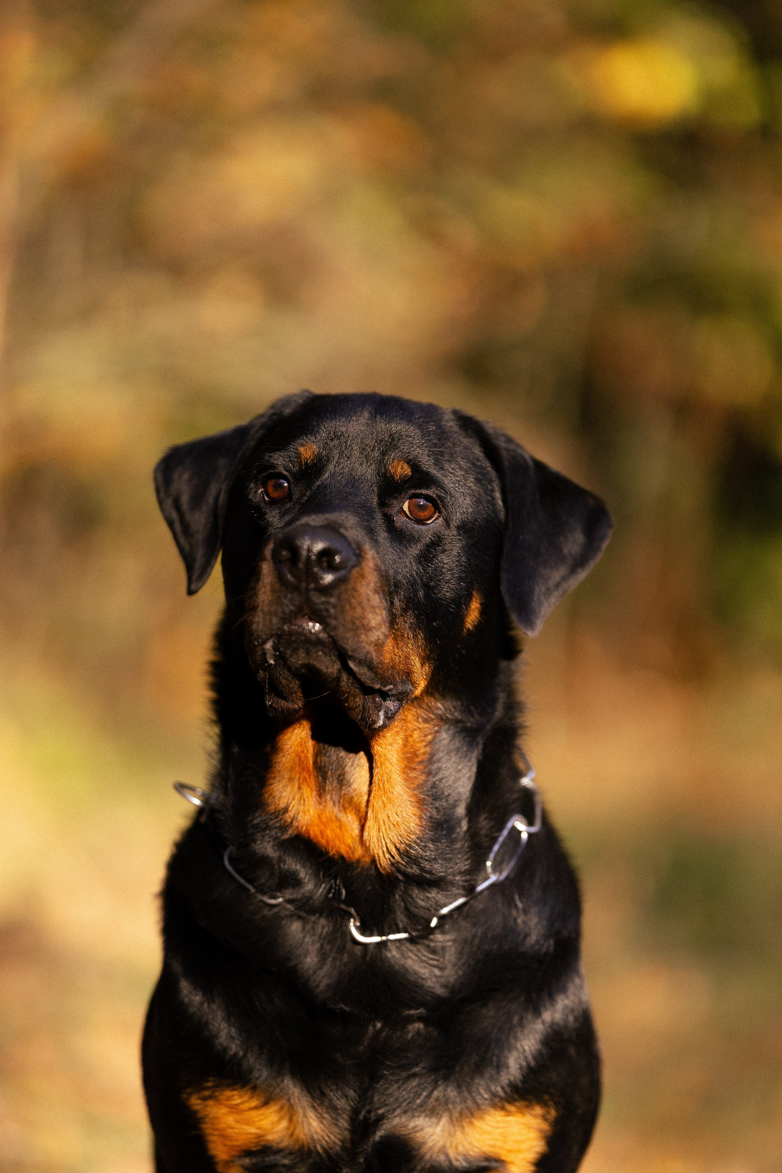 Катя, Леша, Лея и Трой. Фотограф и видеограф анималист Аганина Дарья