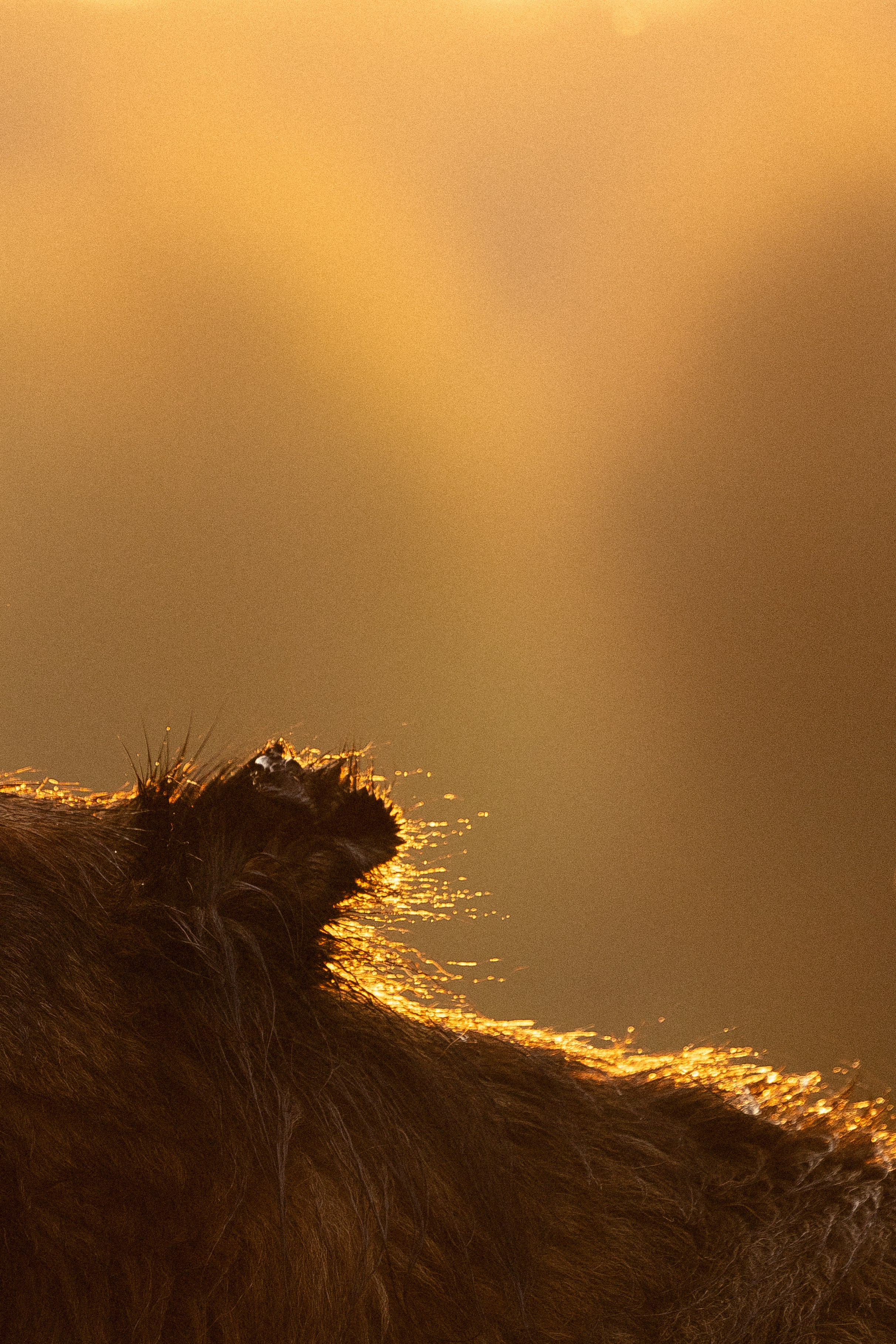 Алена, Матвей, Фанни и Фрея. Фотограф и видеограф анималист Аганина Дарья