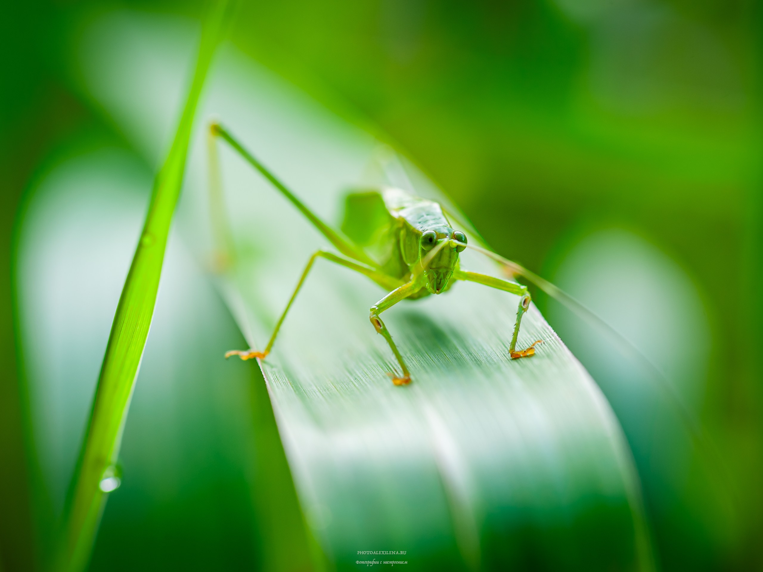 Все оттенки зелёного. Авторские стильные фотокартины