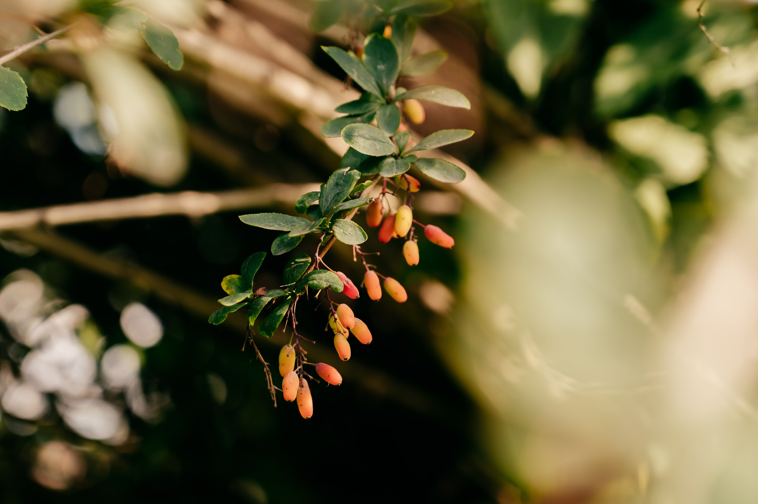 День Шахтёра в Парке Чудес 30.08.2025. Детский фотограф, семейный фотограф и репортажи в Кемерово