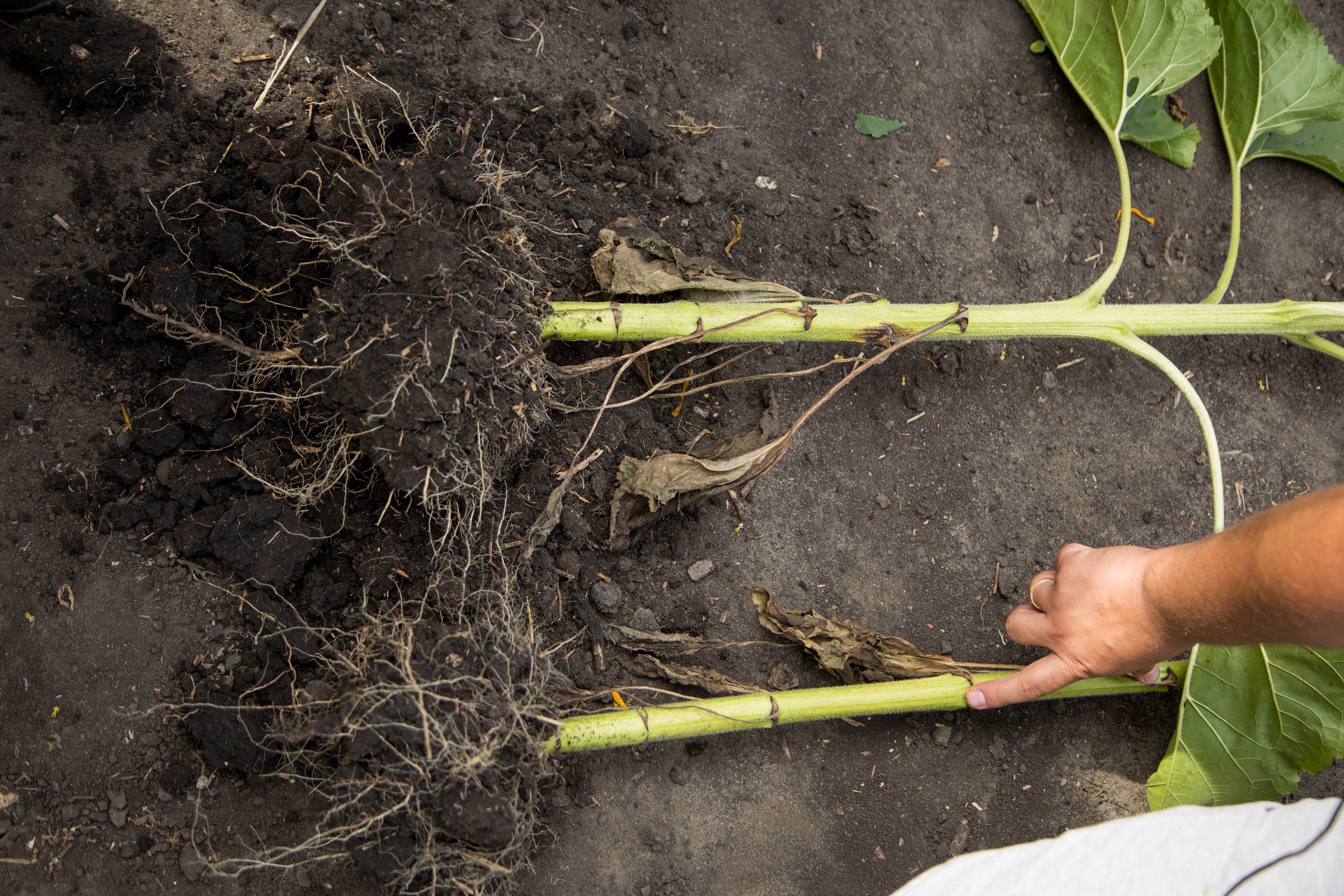 Решения для сельского хозяйства BASF 16.08.2022. Владислав Волков | Фотография и видеосъемка в Воронеже