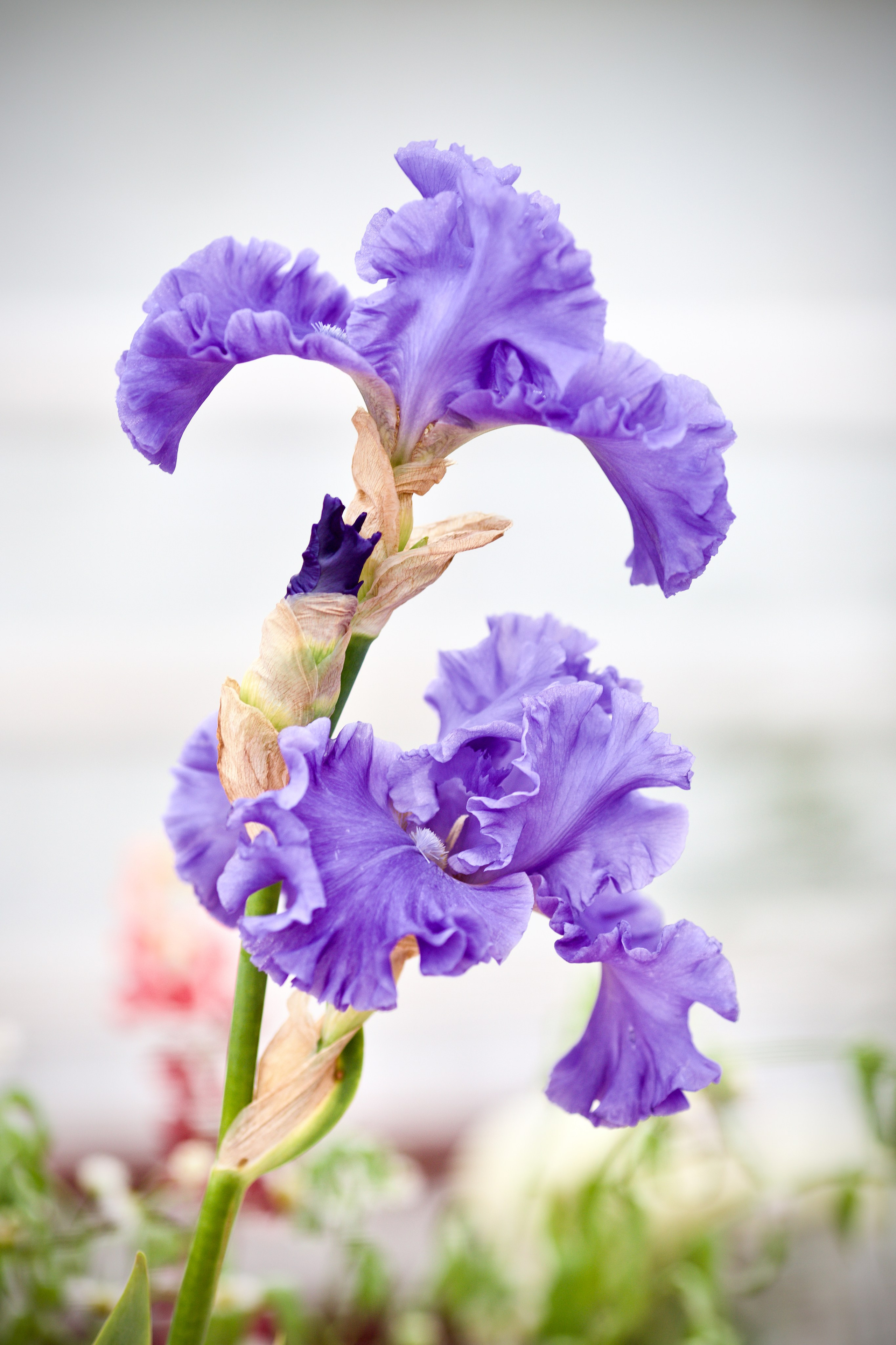 Аптекарский огород. Ирисы. Пионы. Школьные выпускные альбомы в Москве Марина Николаева