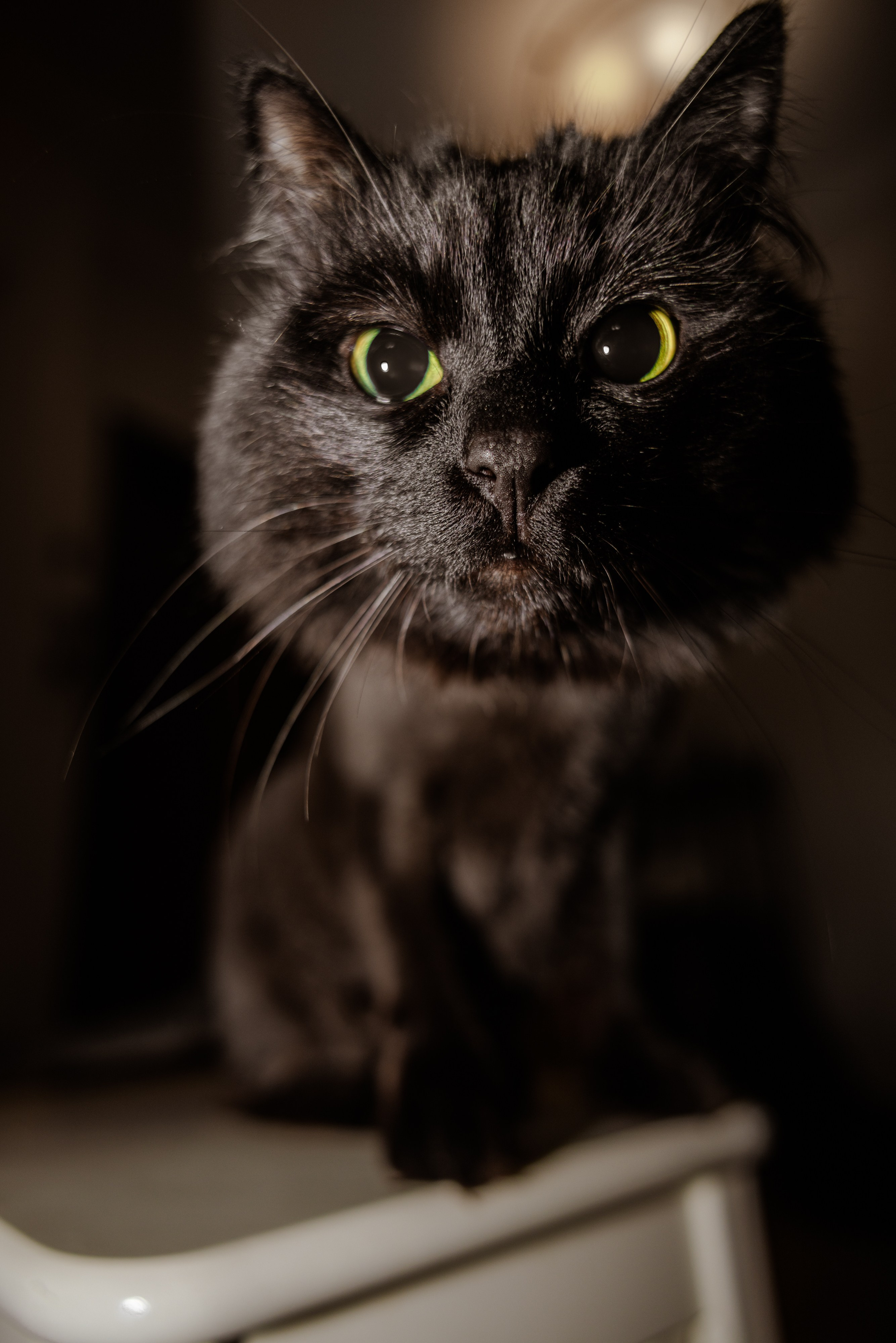 Свадьба Ксении и Думитру. Виктория Зудина — фотограф в Москве