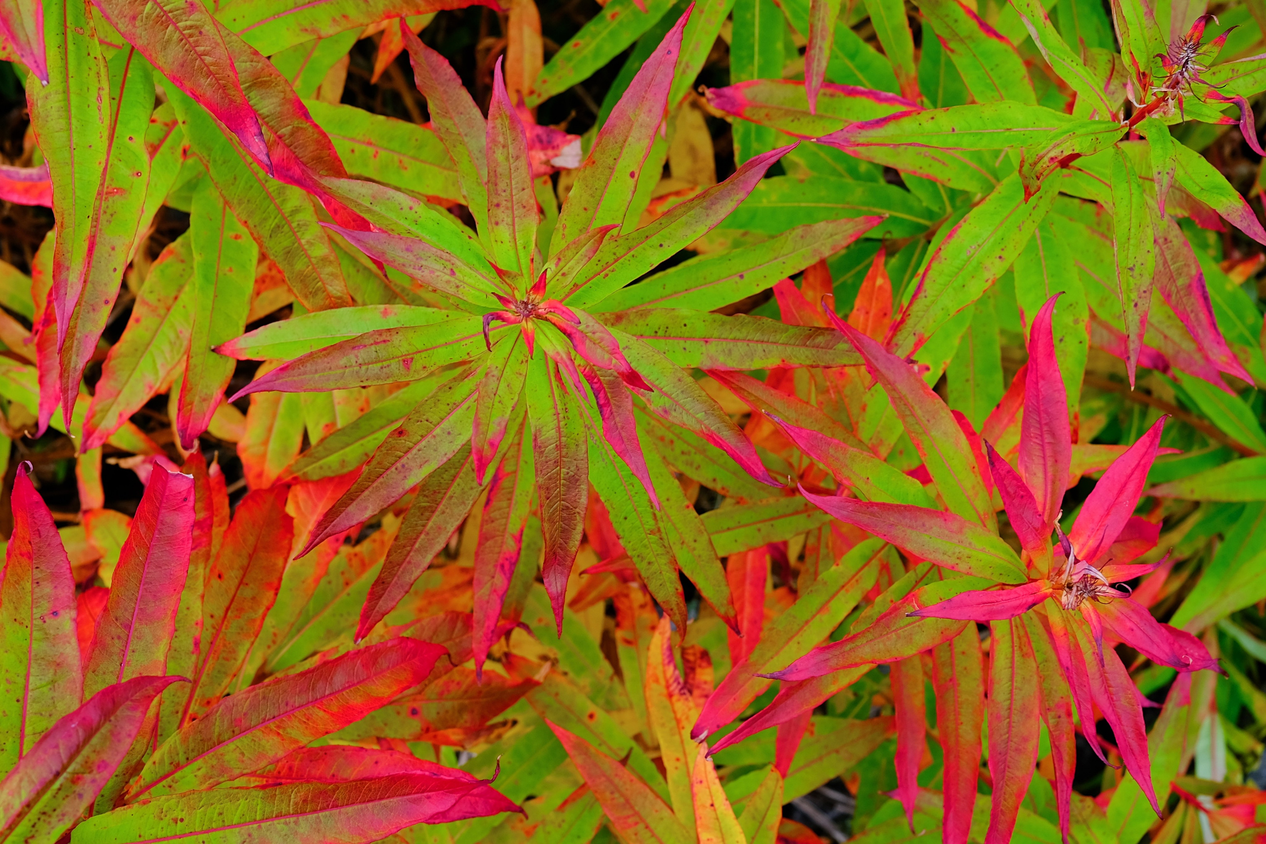 Мир растений. Пейзажи Крайнего Севера. Баренцево море, Рыбачий, Средний, Немецкий