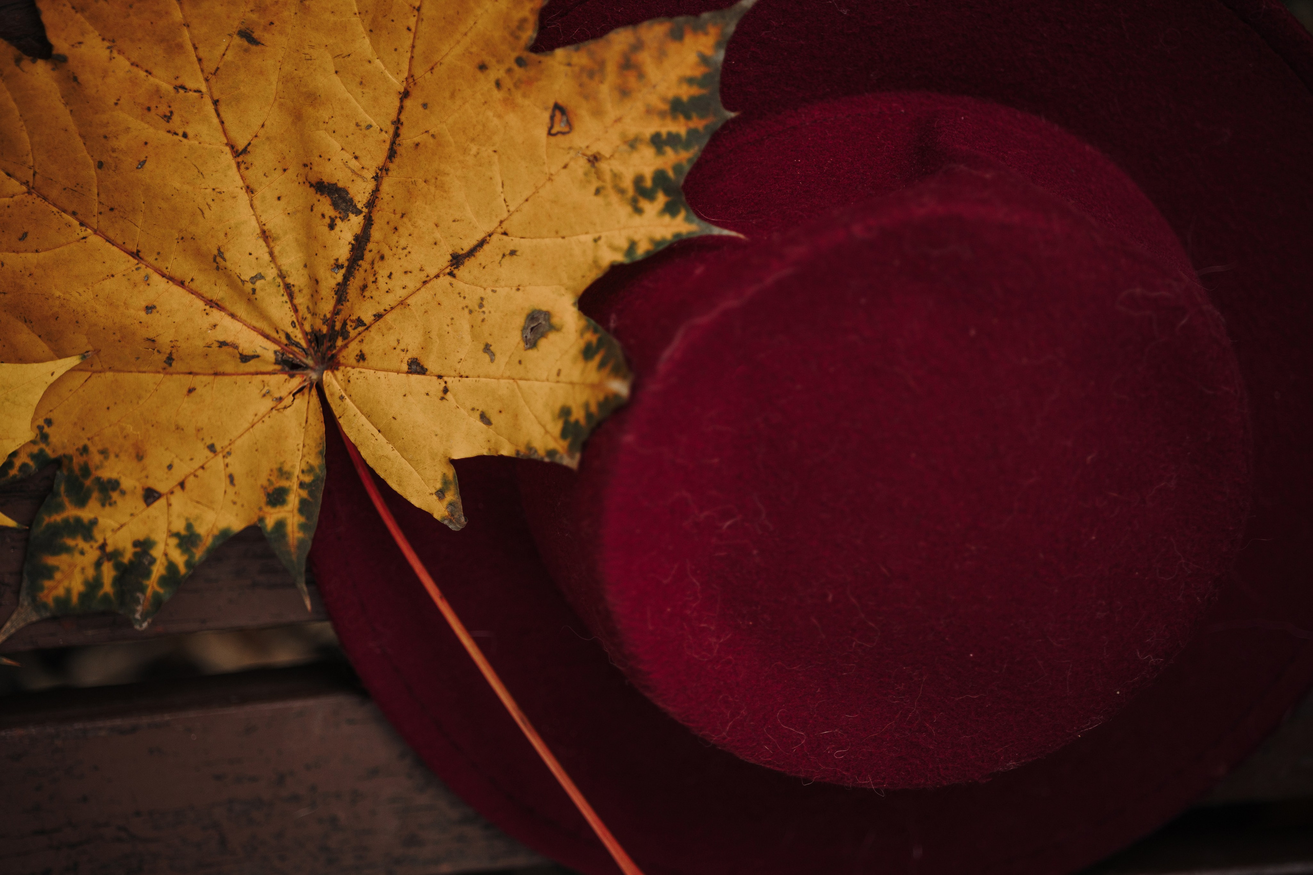 Юля и Терри. Фотограф — Анималист | Санкт-Петербург