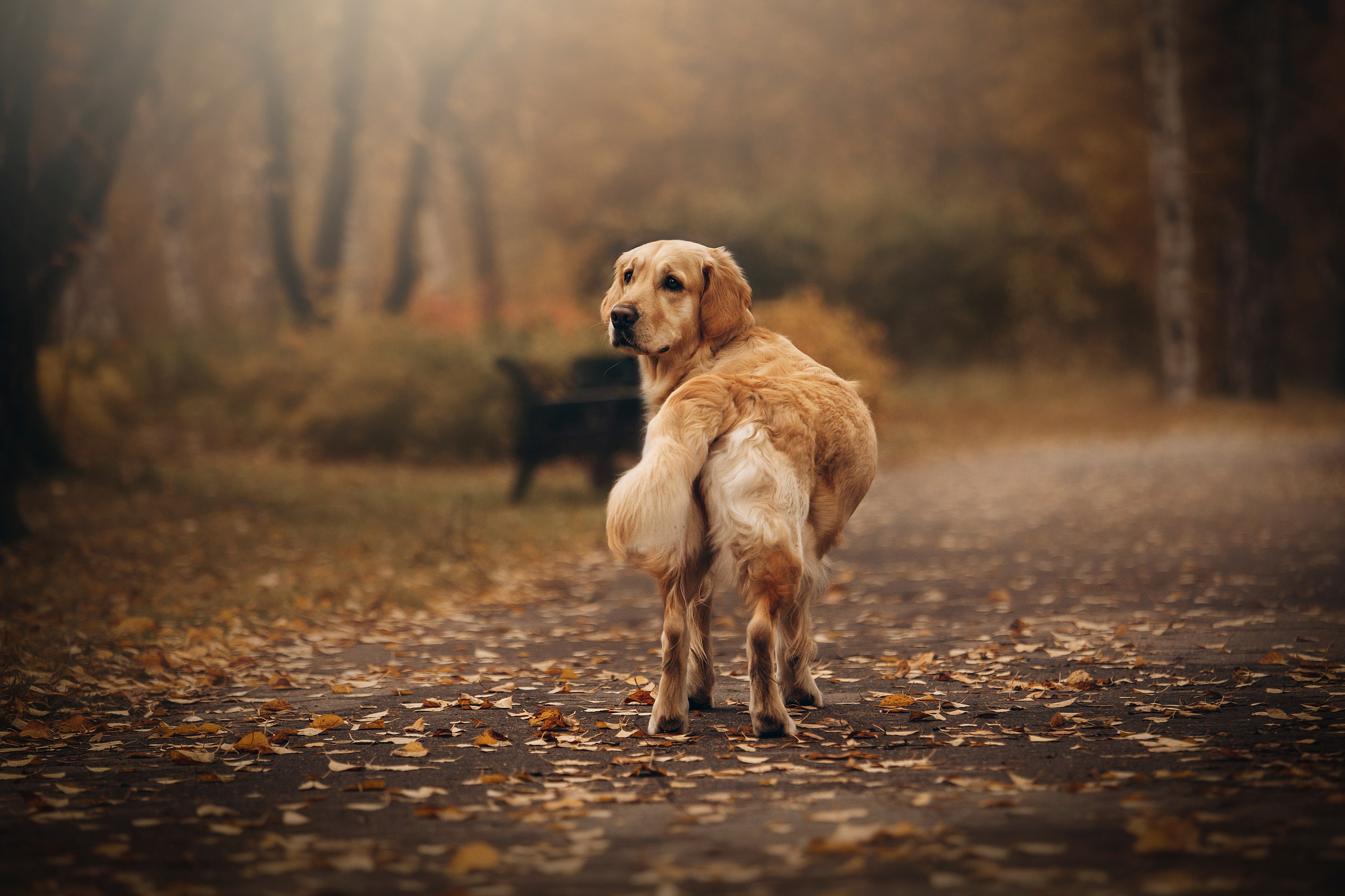 Марина и Чили. Фотограф — Анималист | Санкт-Петербург