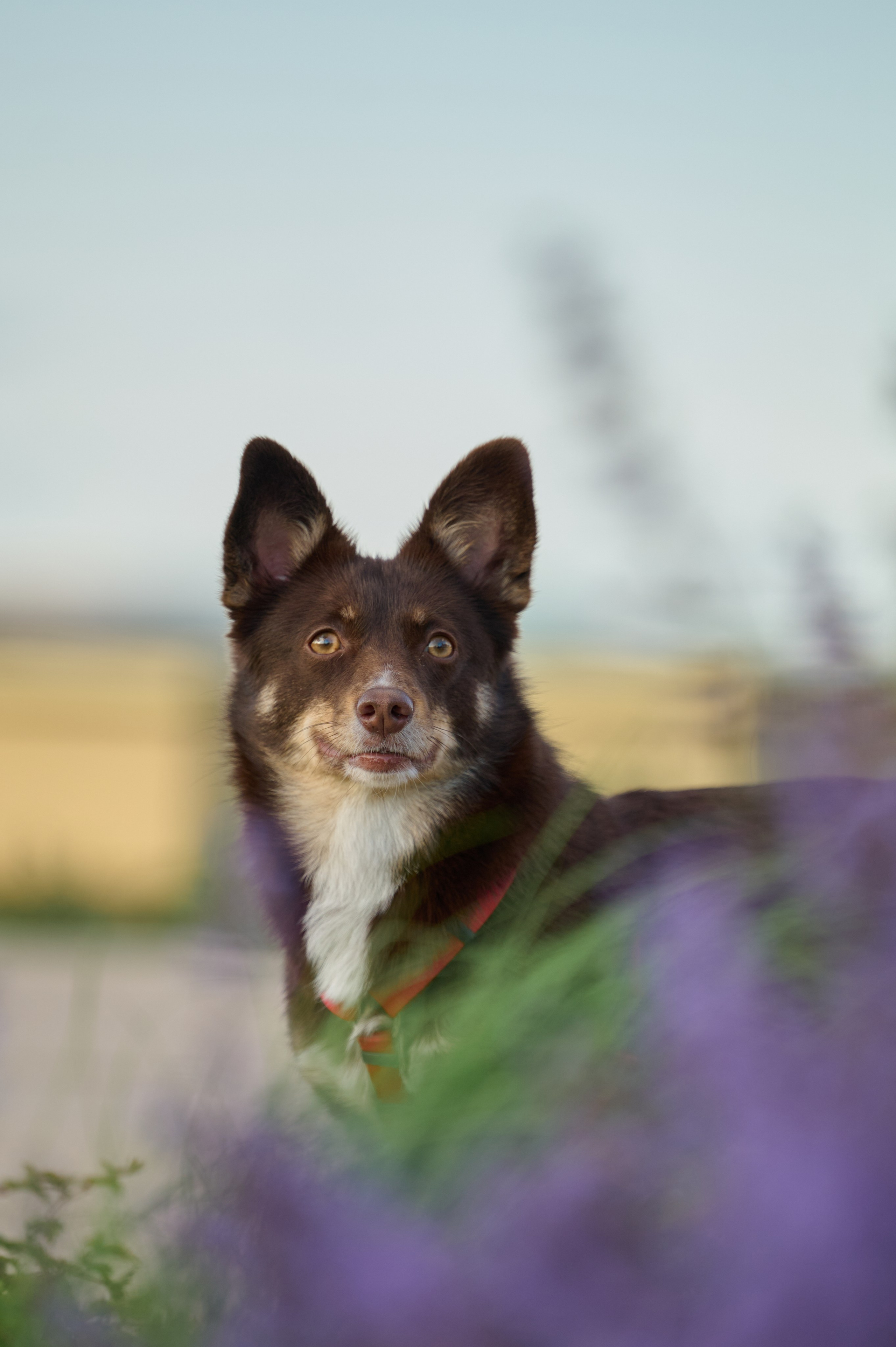 Ренита и Егор с Фокси и Пени. Фотограф анималист в Казани Алина Сулейманова. Фотограф животных