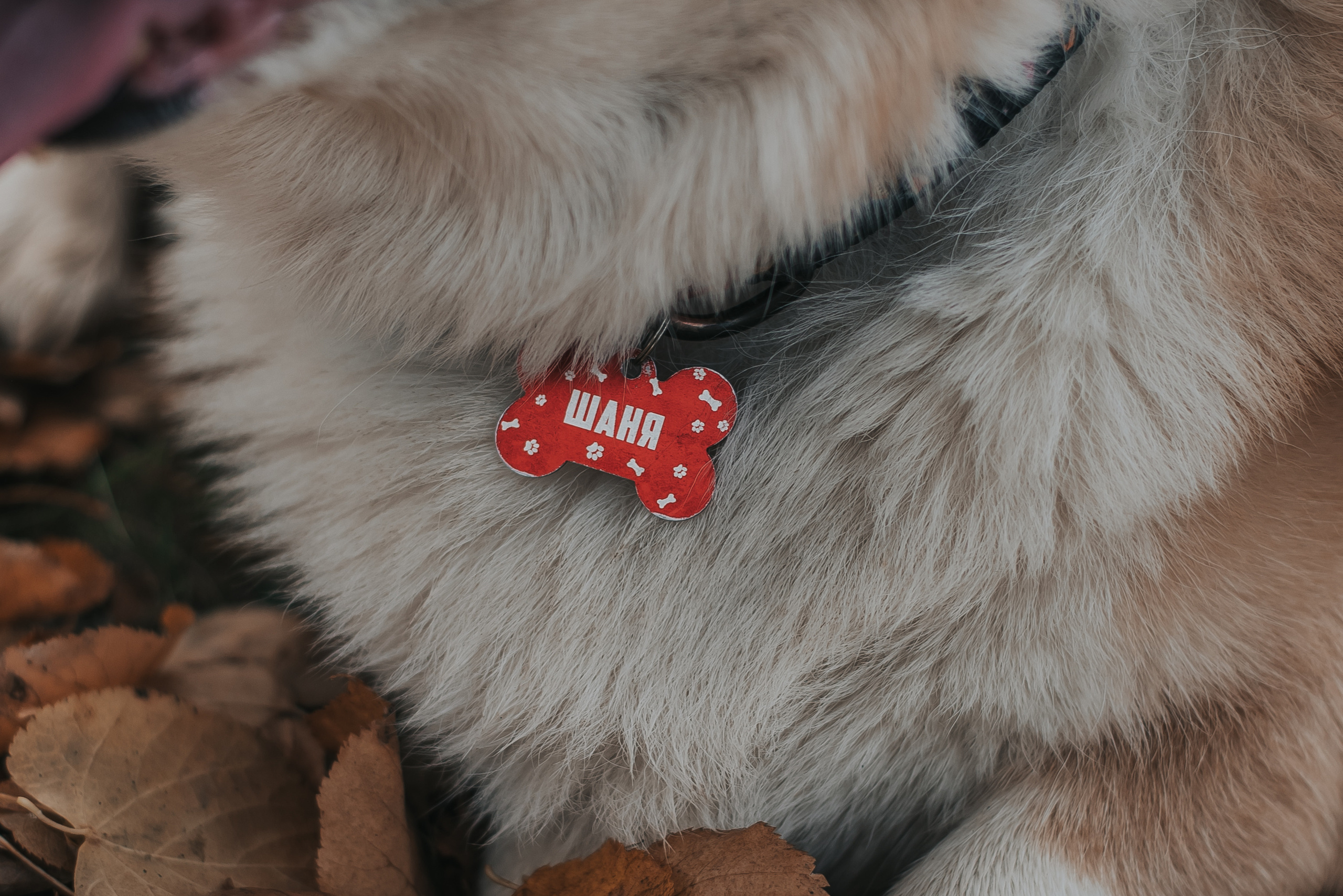 Шаня. Фотограф Архангельск