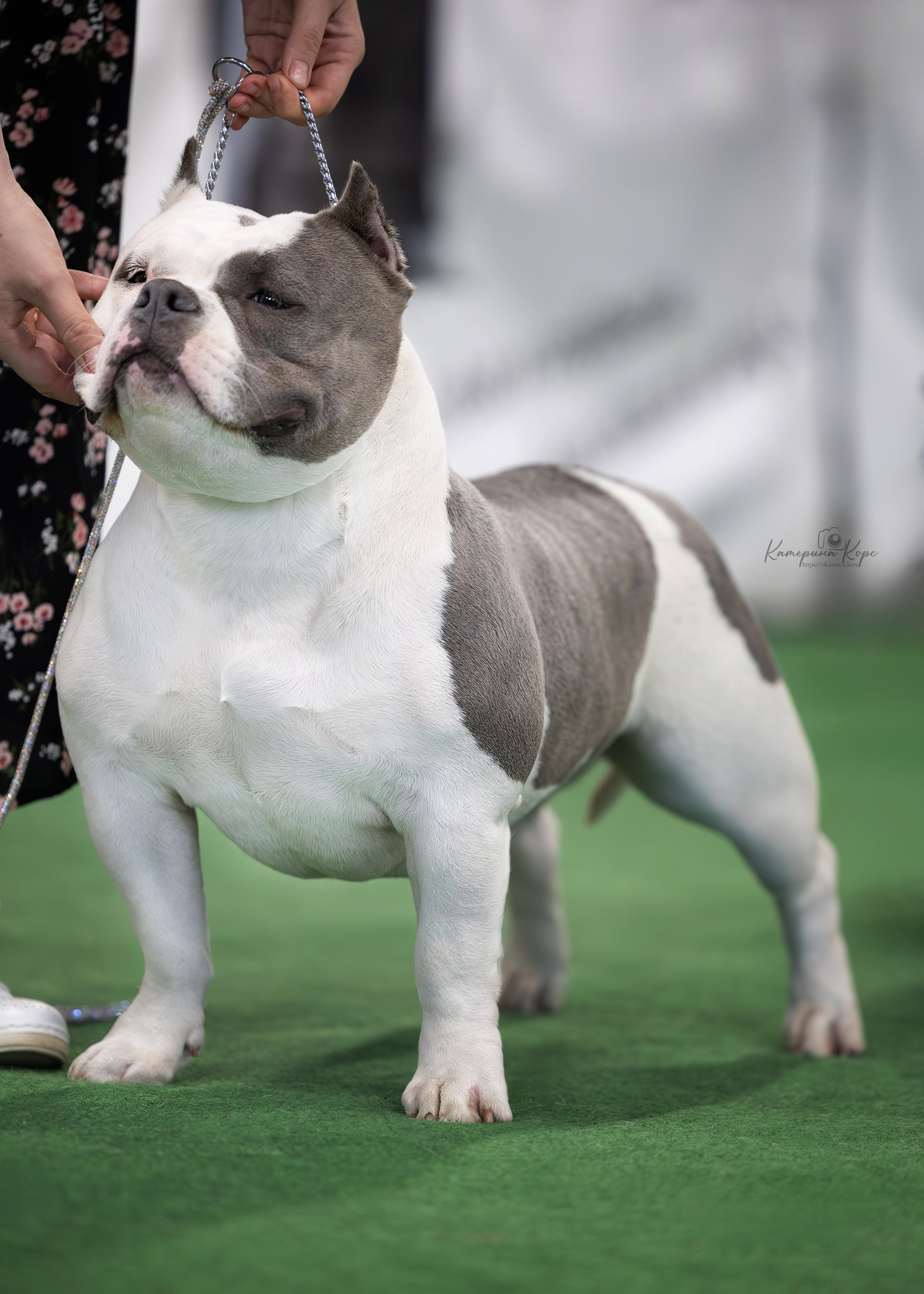 Skyline Kennel Russia. Главная