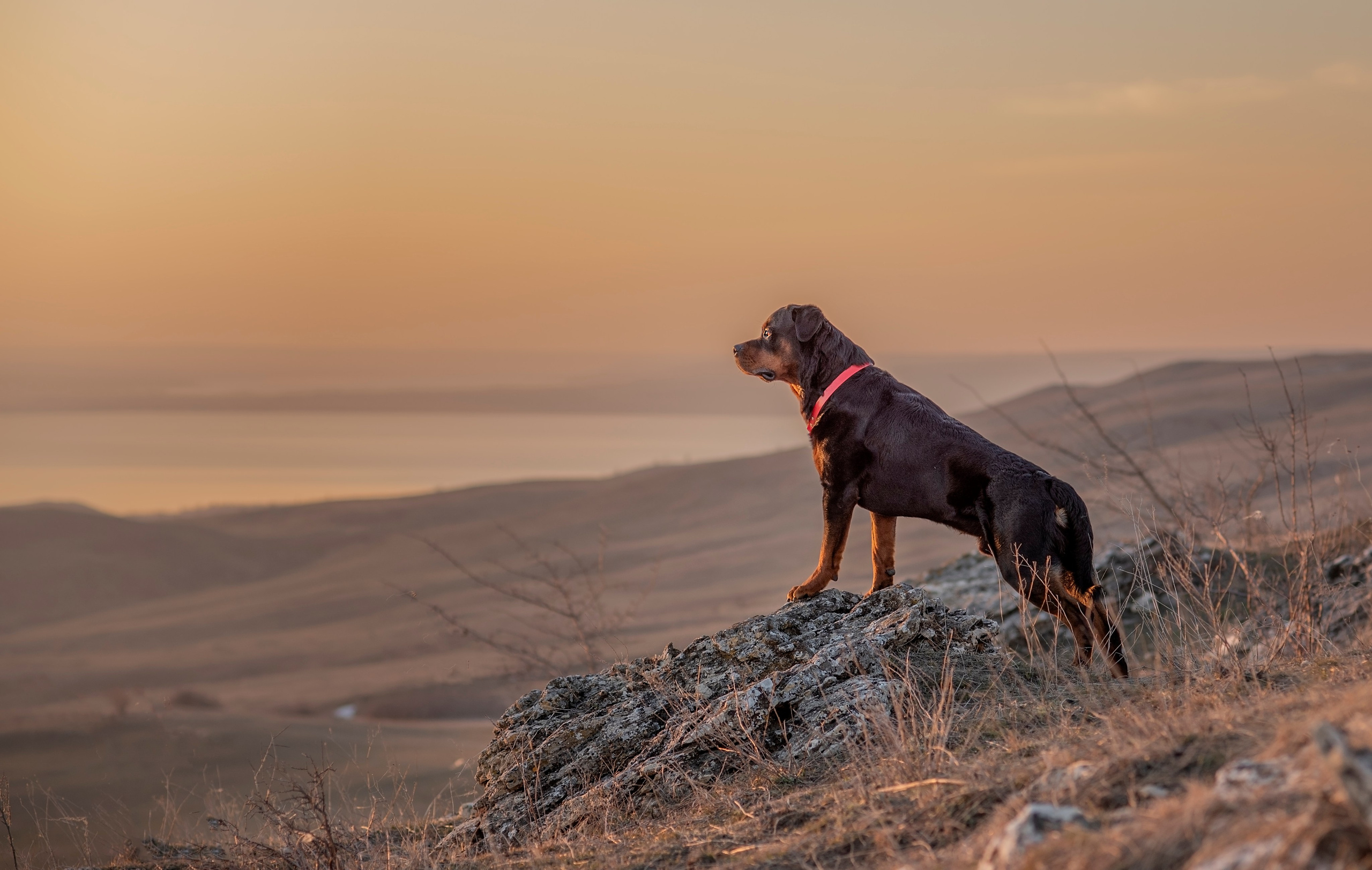 Кайрос. Фотограф анималист Ставрополь Яна Кудлай
