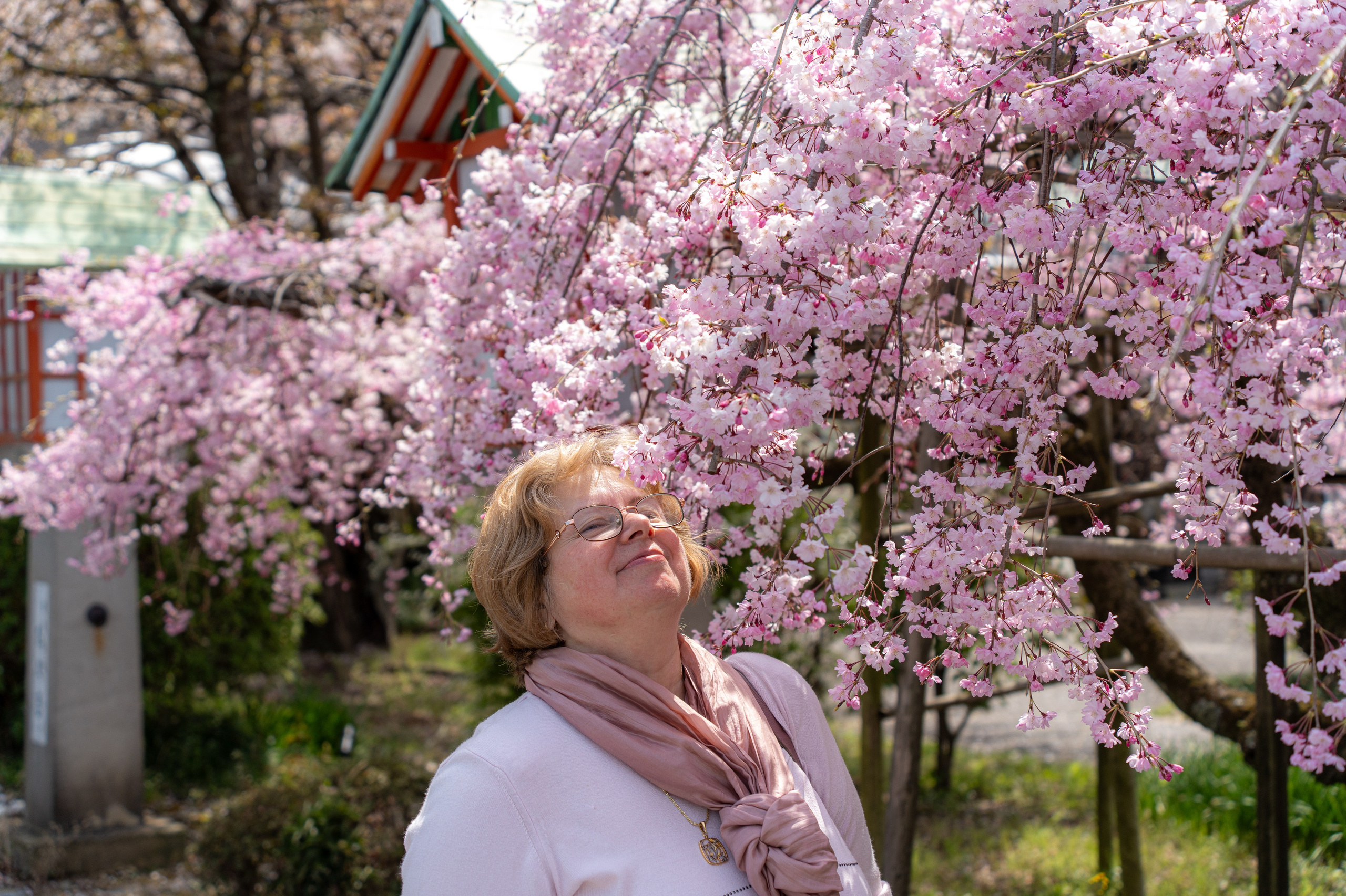 Япония, сакура. Творческие сьемки