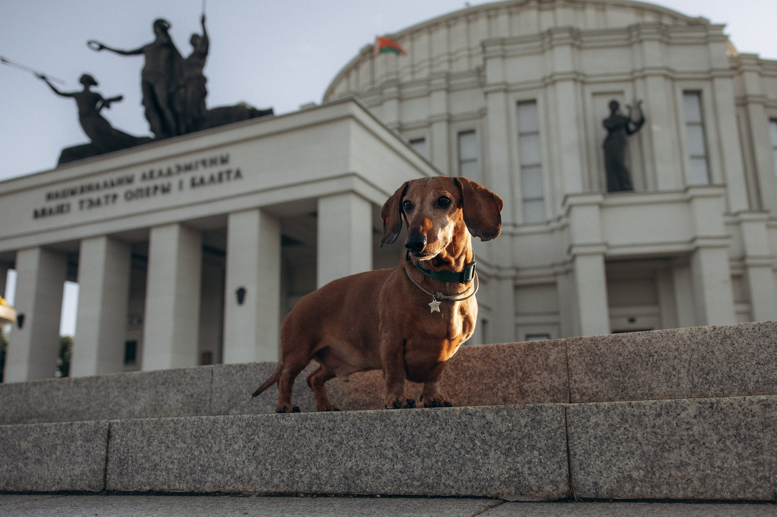Минск. Алина и Сэм. Фотограф анималист в Казани Алина Сулейманова. Фотограф животных