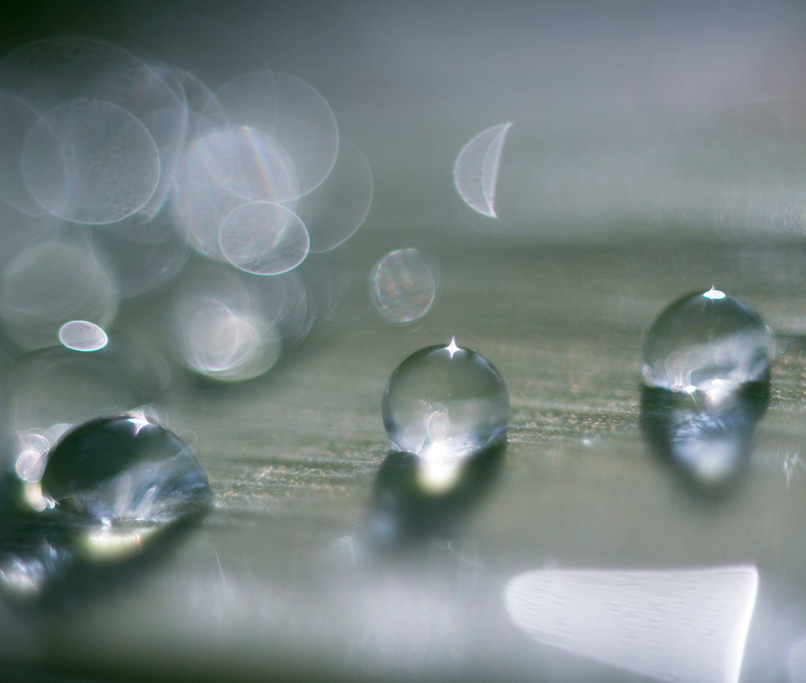 Макро. Фотограф Лагутин Анатолий